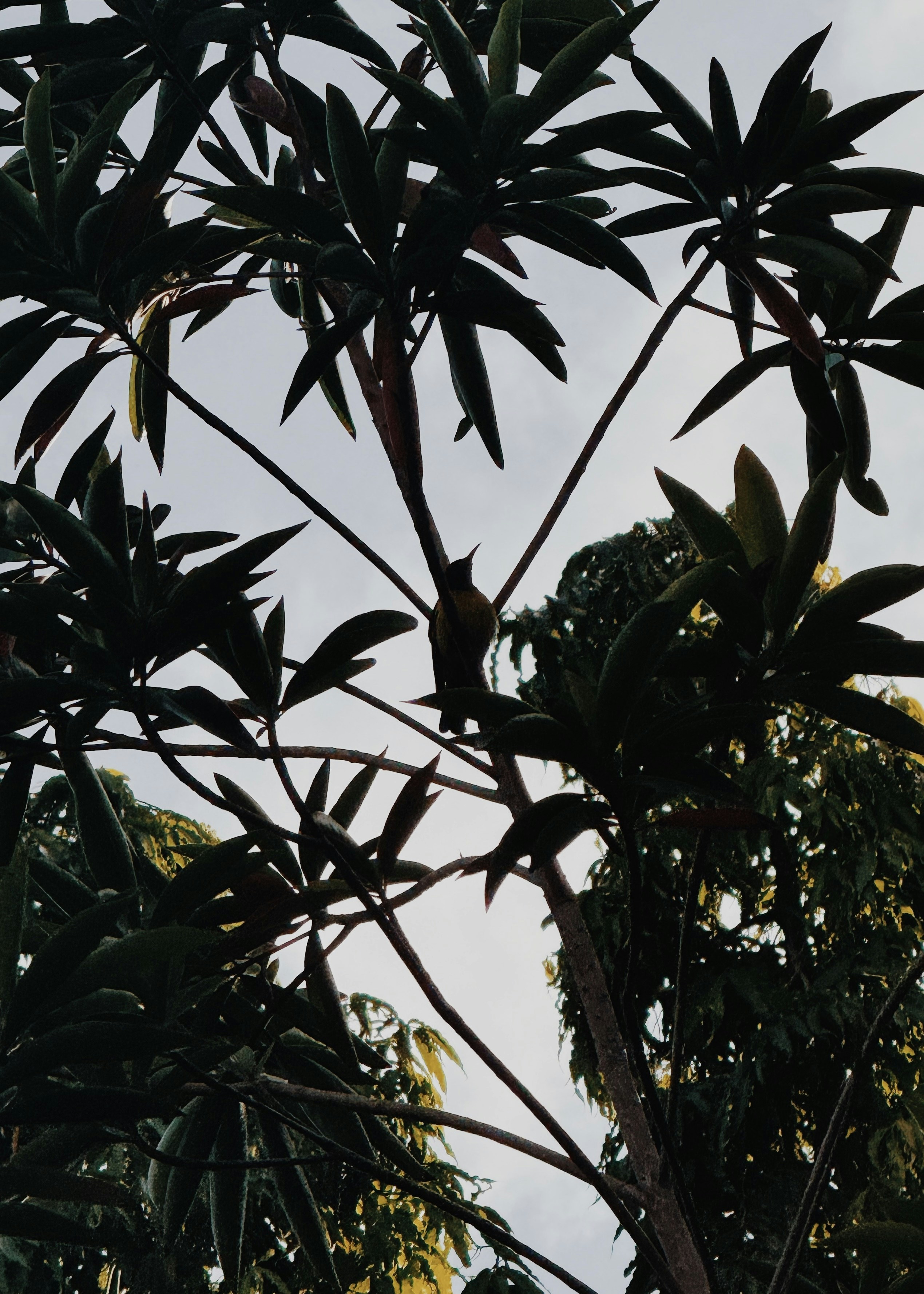 Photo by zafpinano
