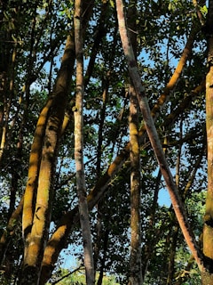 Sunlight shines through a forest canopy.