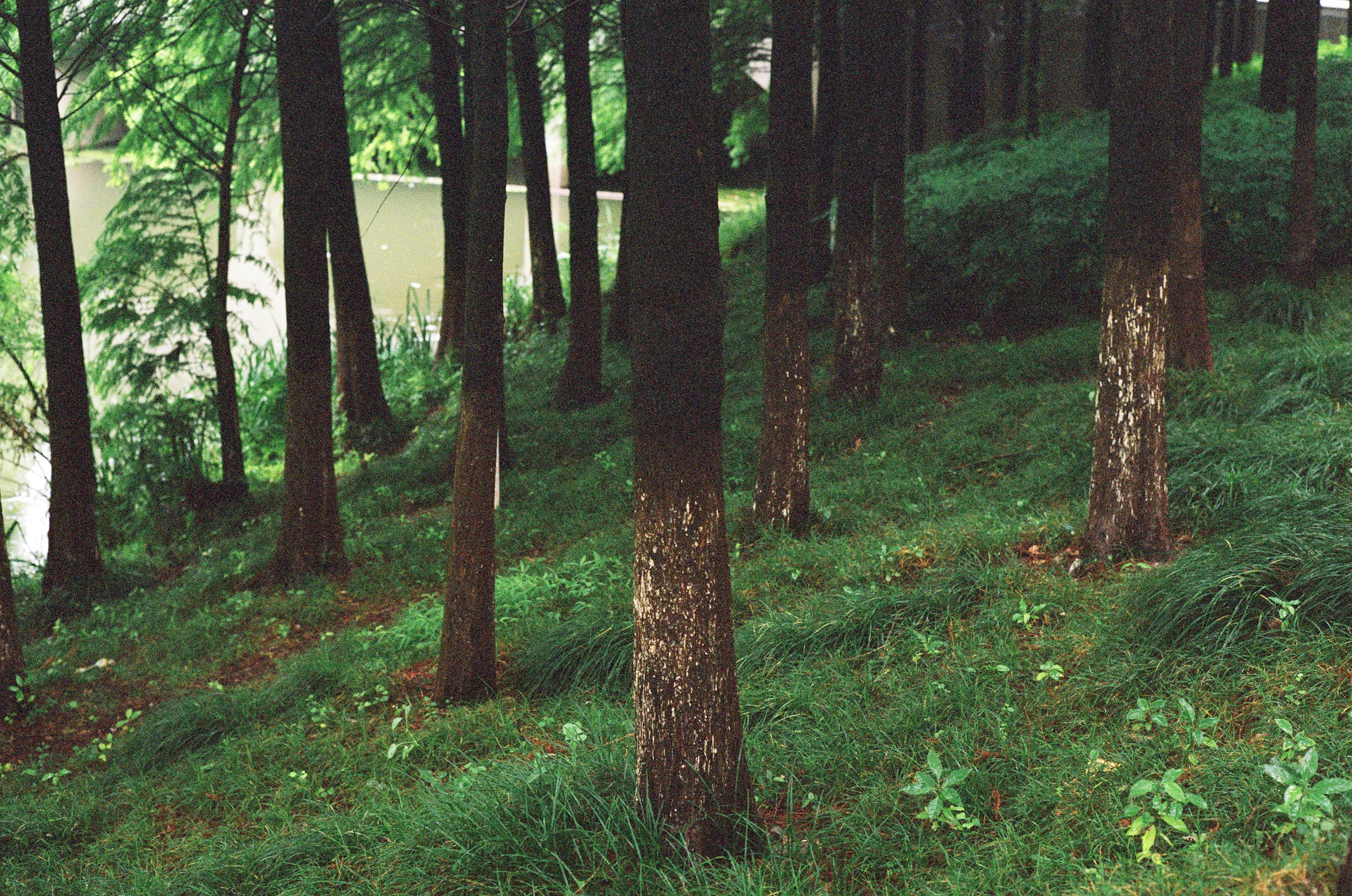 Trees stand on a grassy hillside.