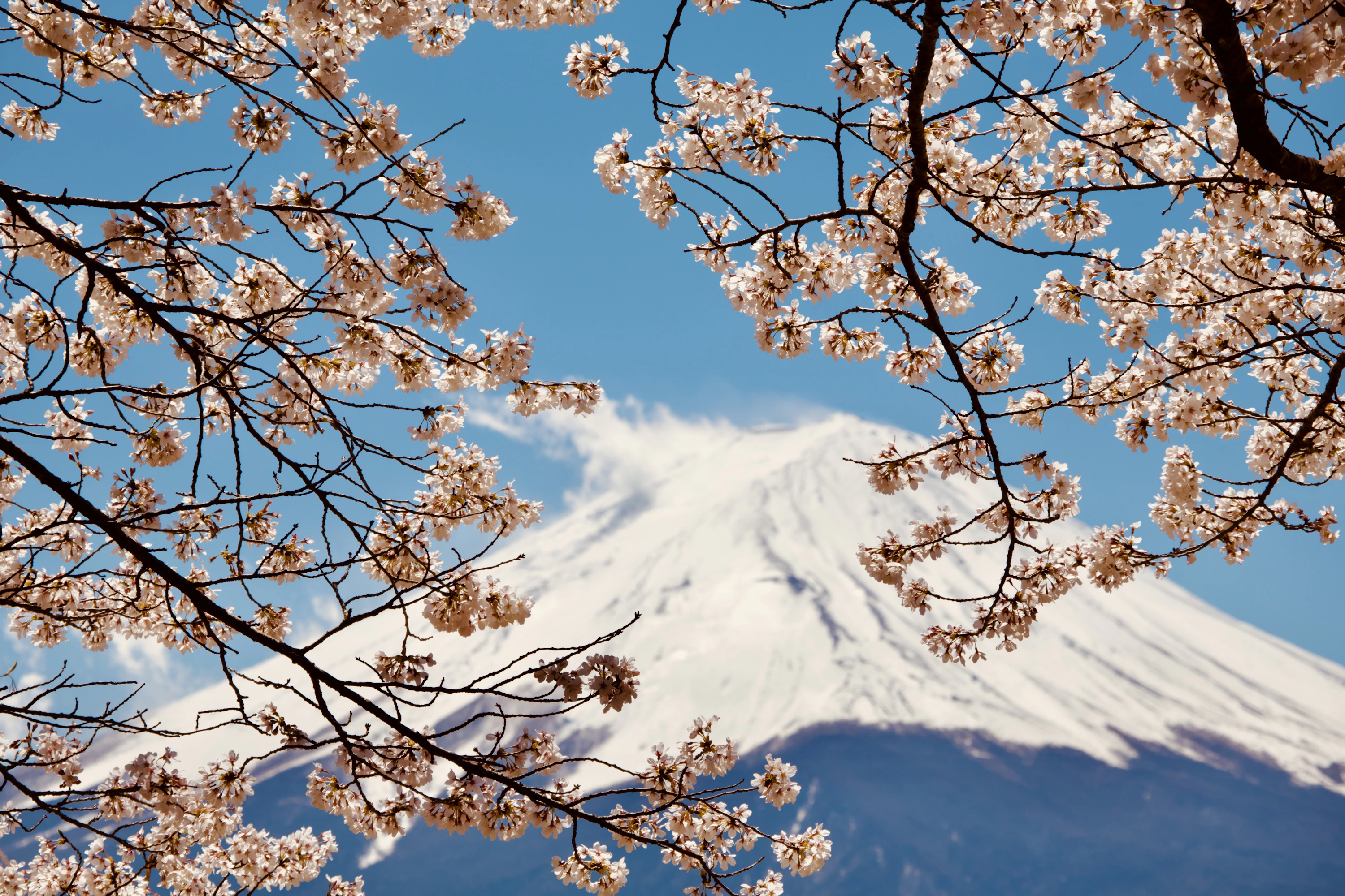 櫻花枝映襯藍天下的富士山