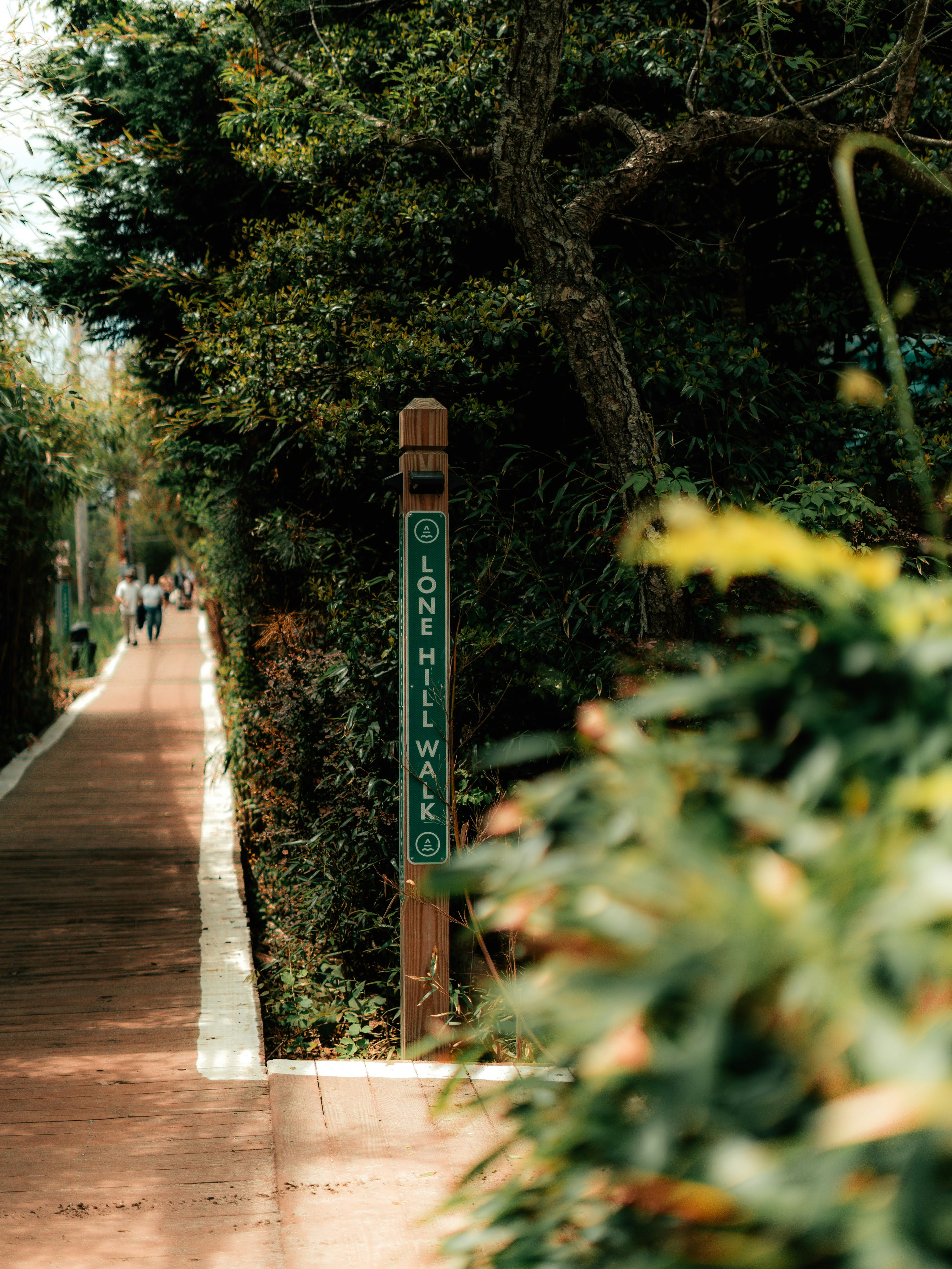 Lone hill walk trail sign in the woods.