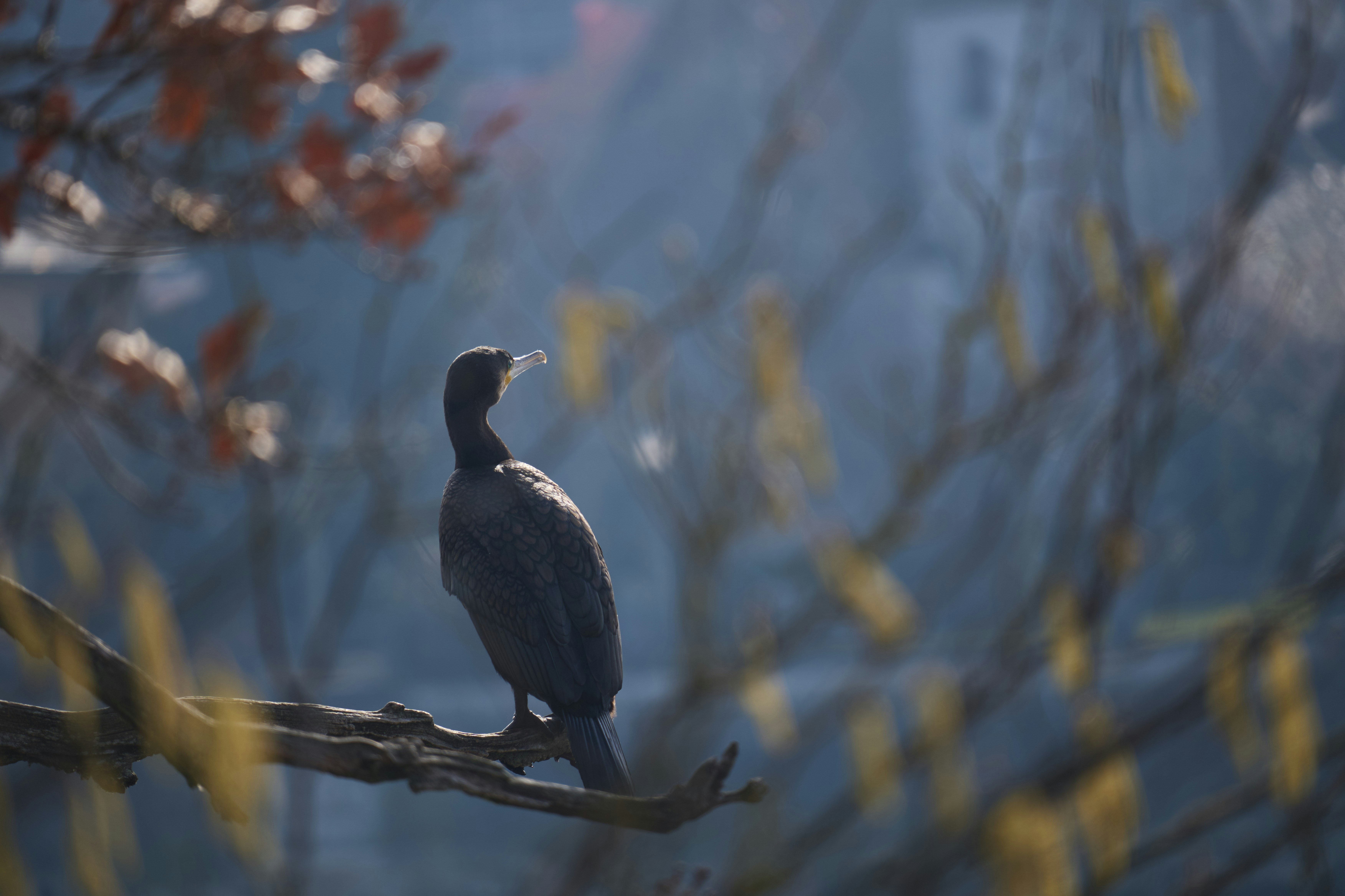 Photo by wolfgang_hasselmann