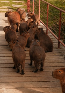 Capybara in Japan
