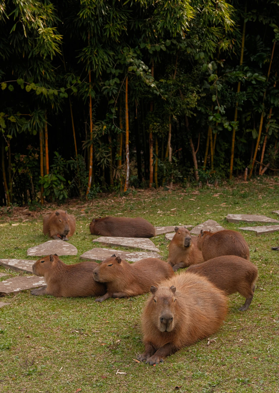 In a verdant field, six brown rodents are captured in various poses - some sitting upright and others lying down on the lush green grass. The rodents are scattered across the scene, with some closer to the foreground and others further back in the background. The field is surrounded by an array of trees and bushes, creating a natural backdrop for this peaceful gathering of animals.