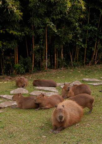 A group of capybaras are relaxing on the grass
