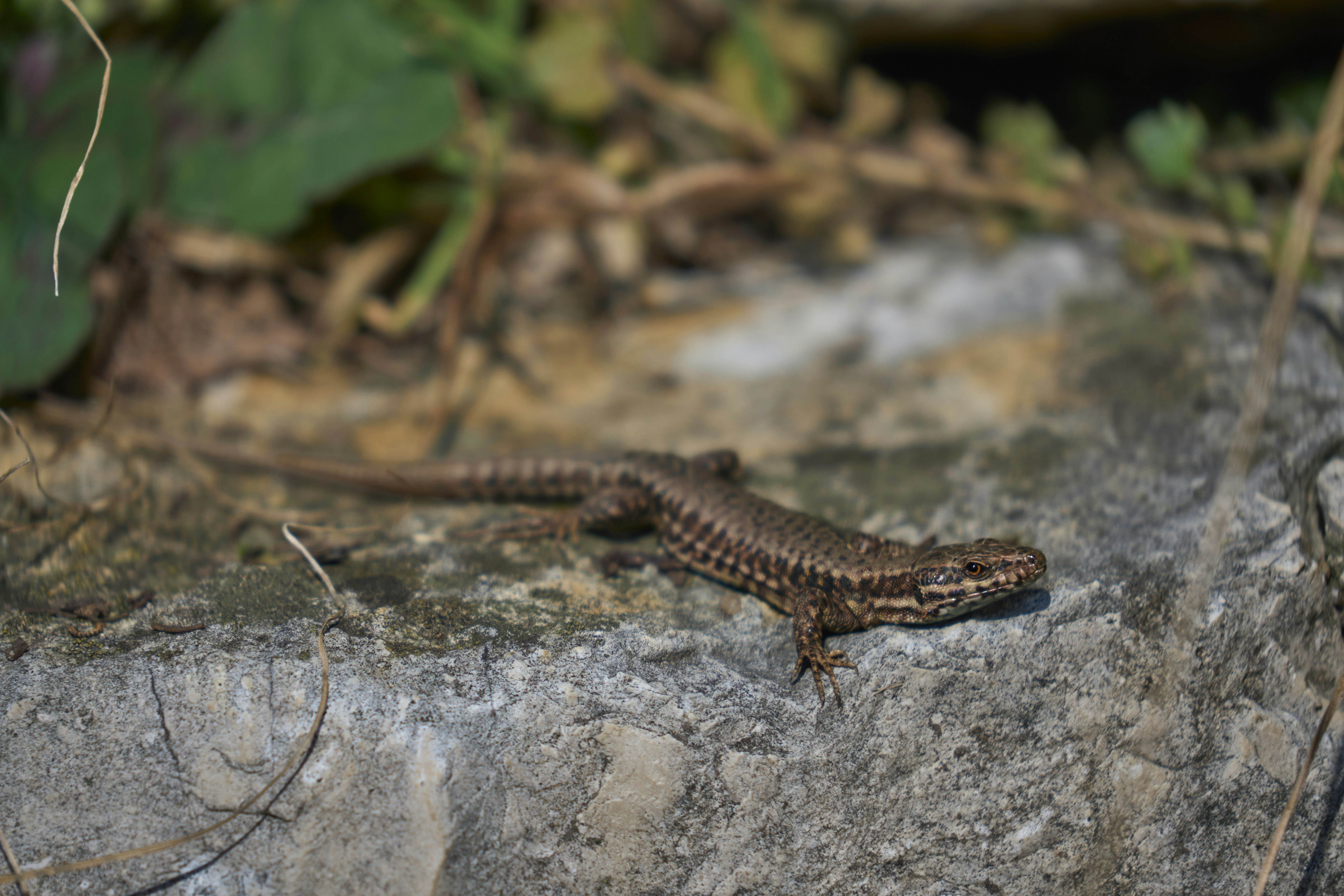 Photo by wolfgang_hasselmann