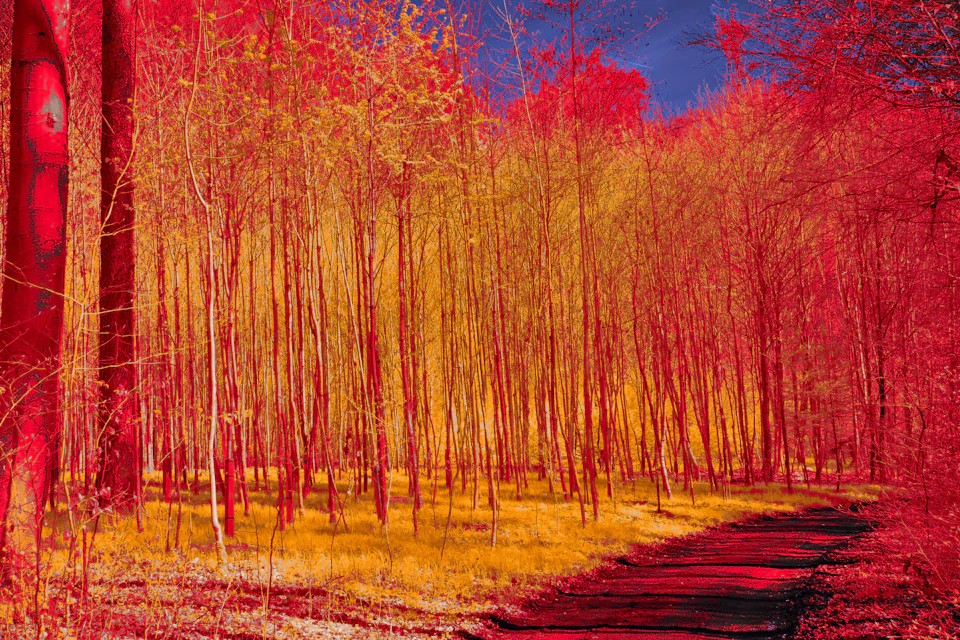Serene forest scene with tall trees displaying vibrant red and yellow leaves against clear blue