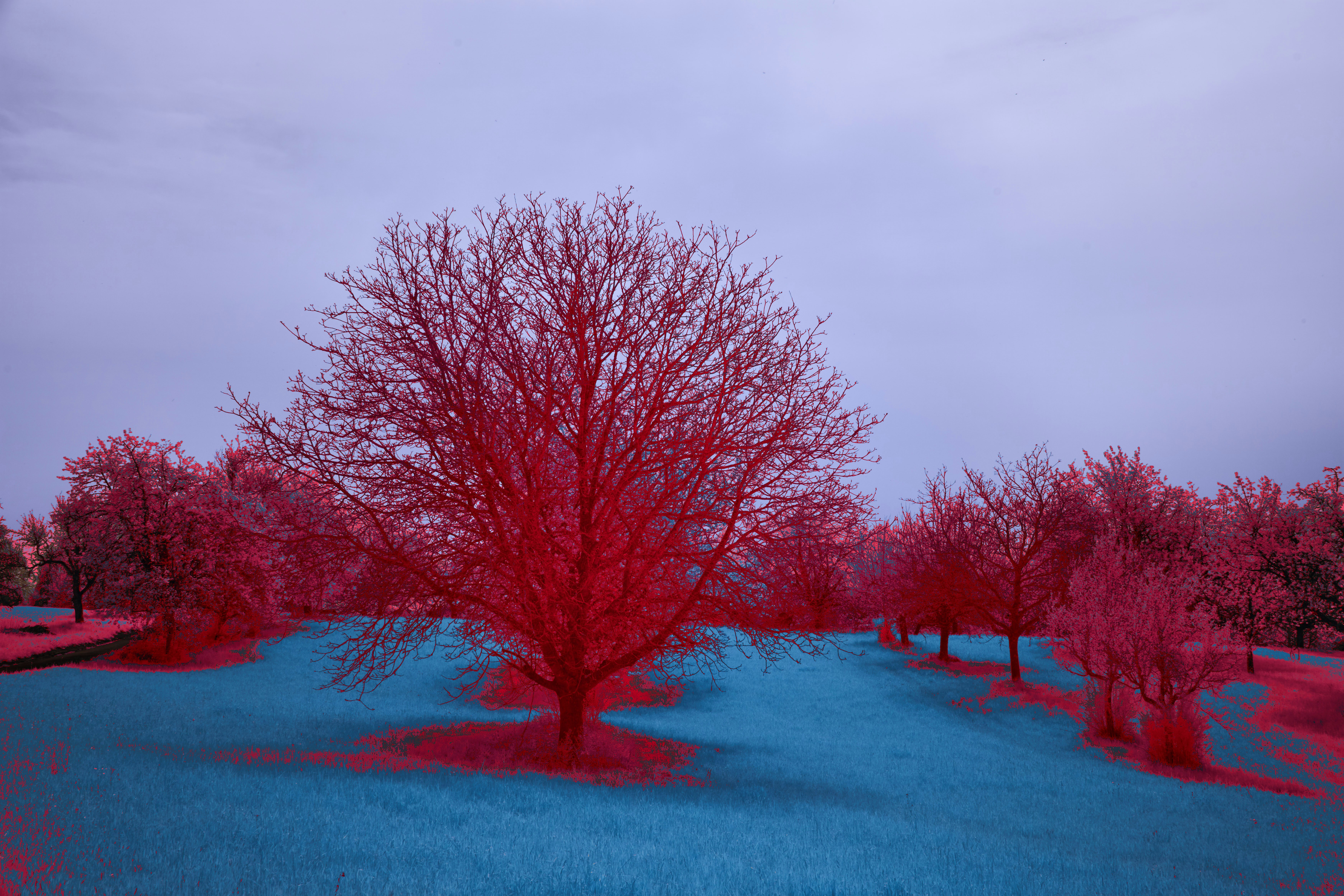 Photo by wolfgang_hasselmann