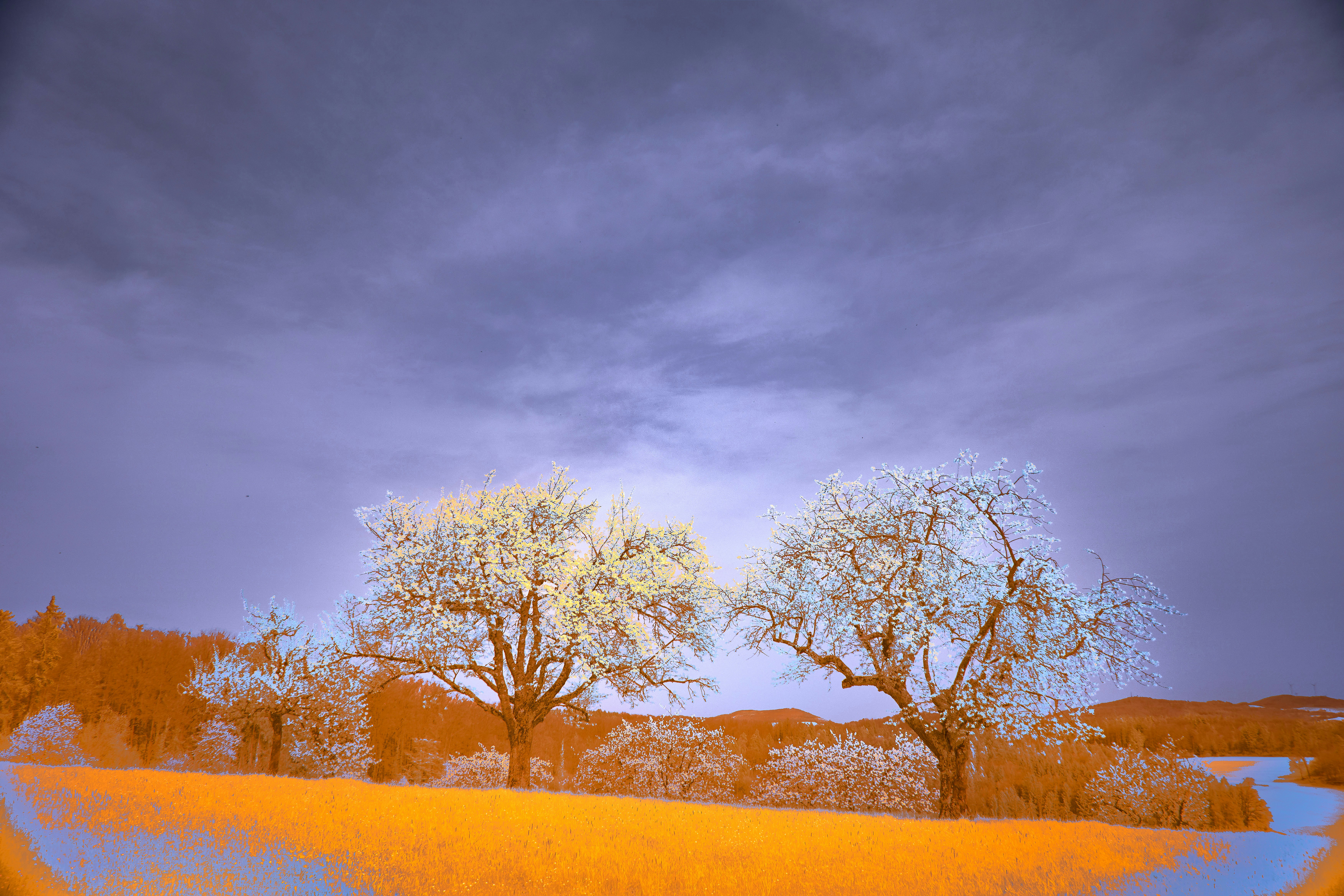 Photo by wolfgang_hasselmann