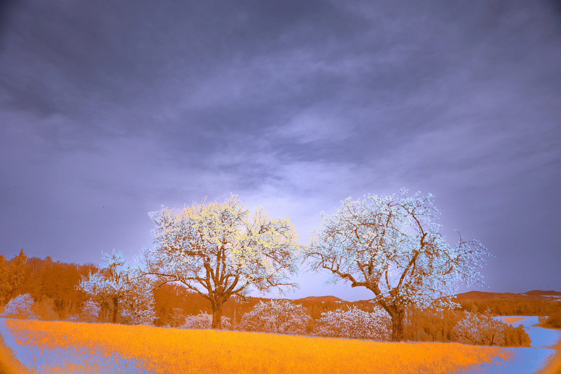 Trees and a field under a color-shifted sky.