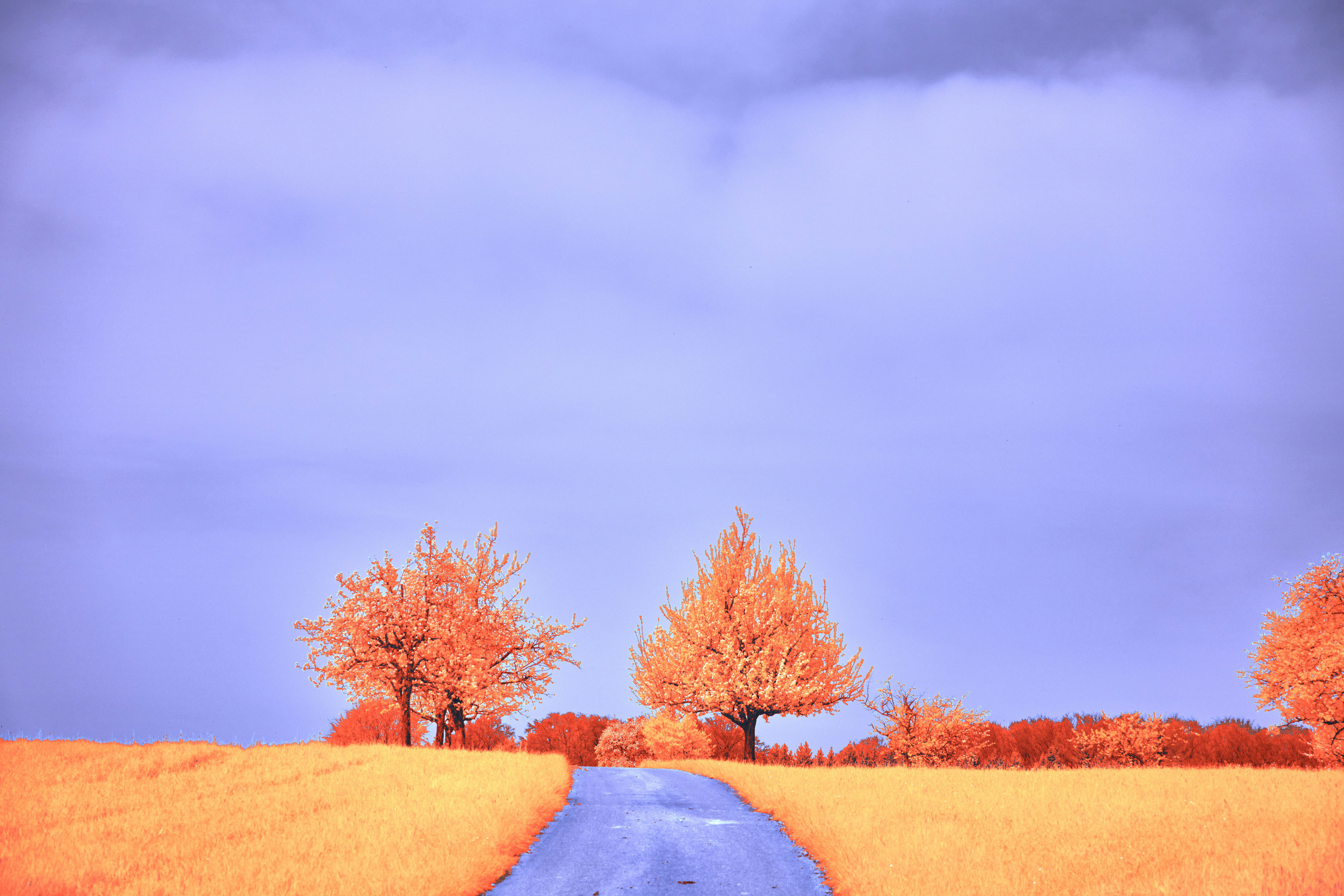 Photo by wolfgang_hasselmann