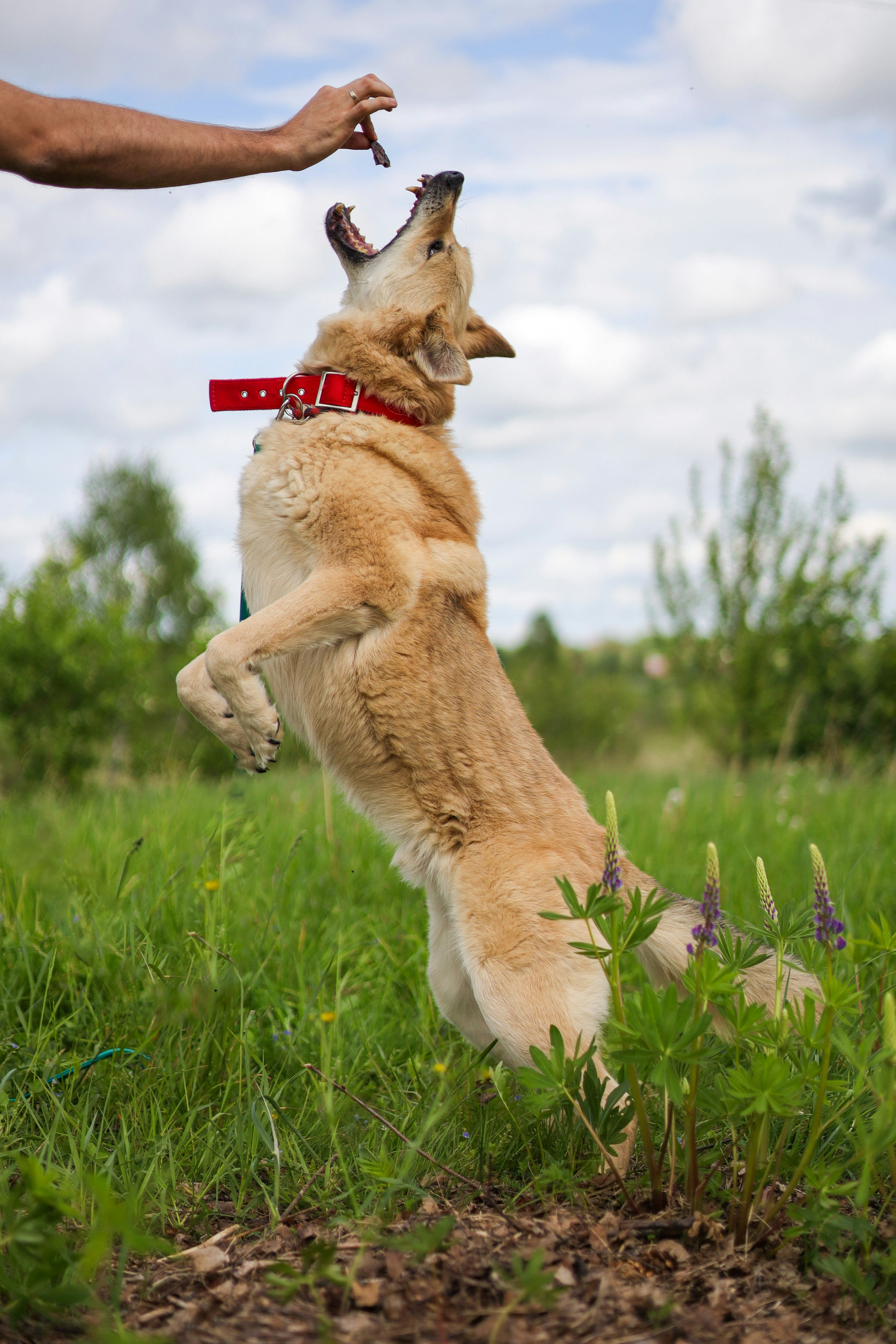 Un cane salta per prendere un bocconcino.