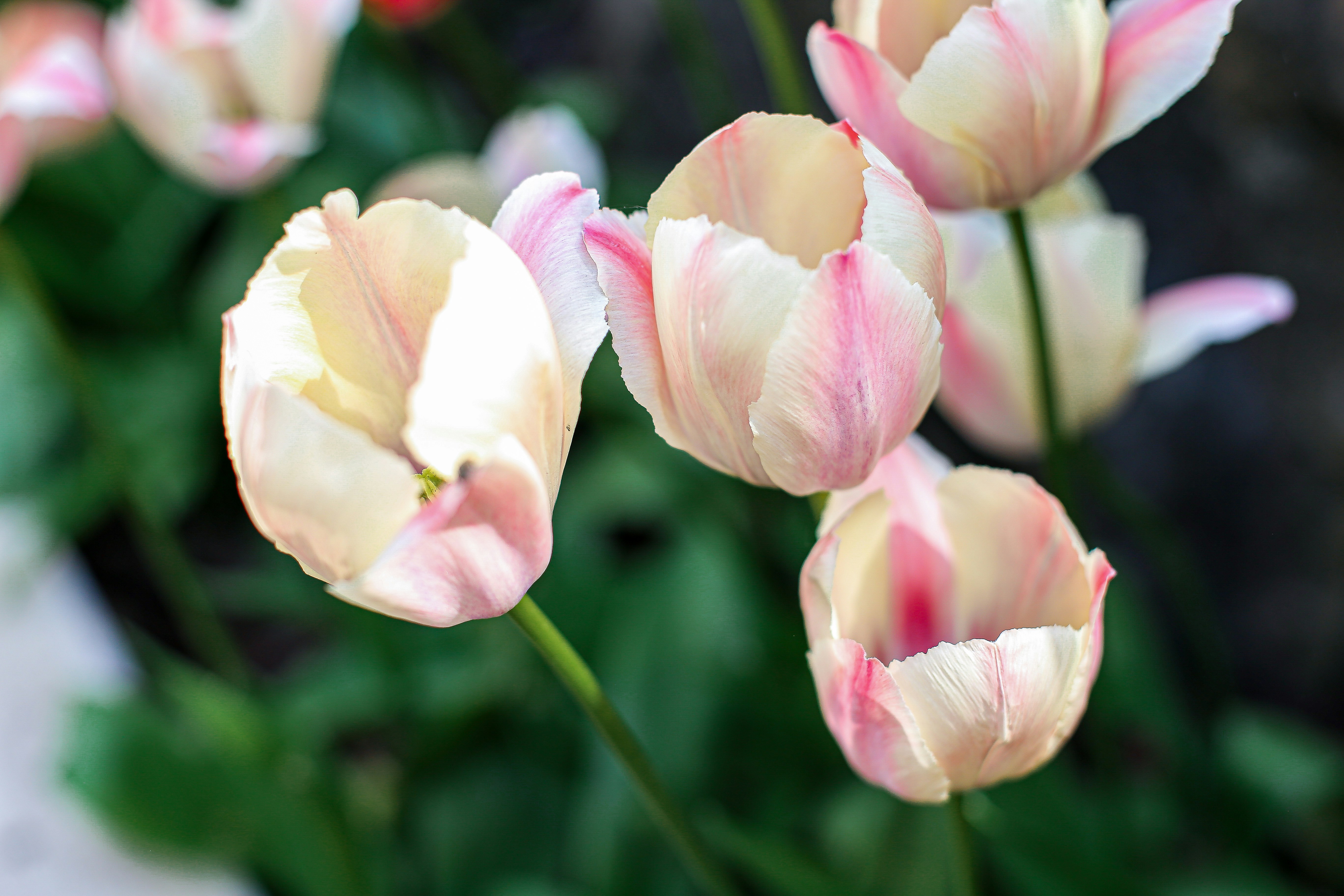 布洛姆斯特公寓