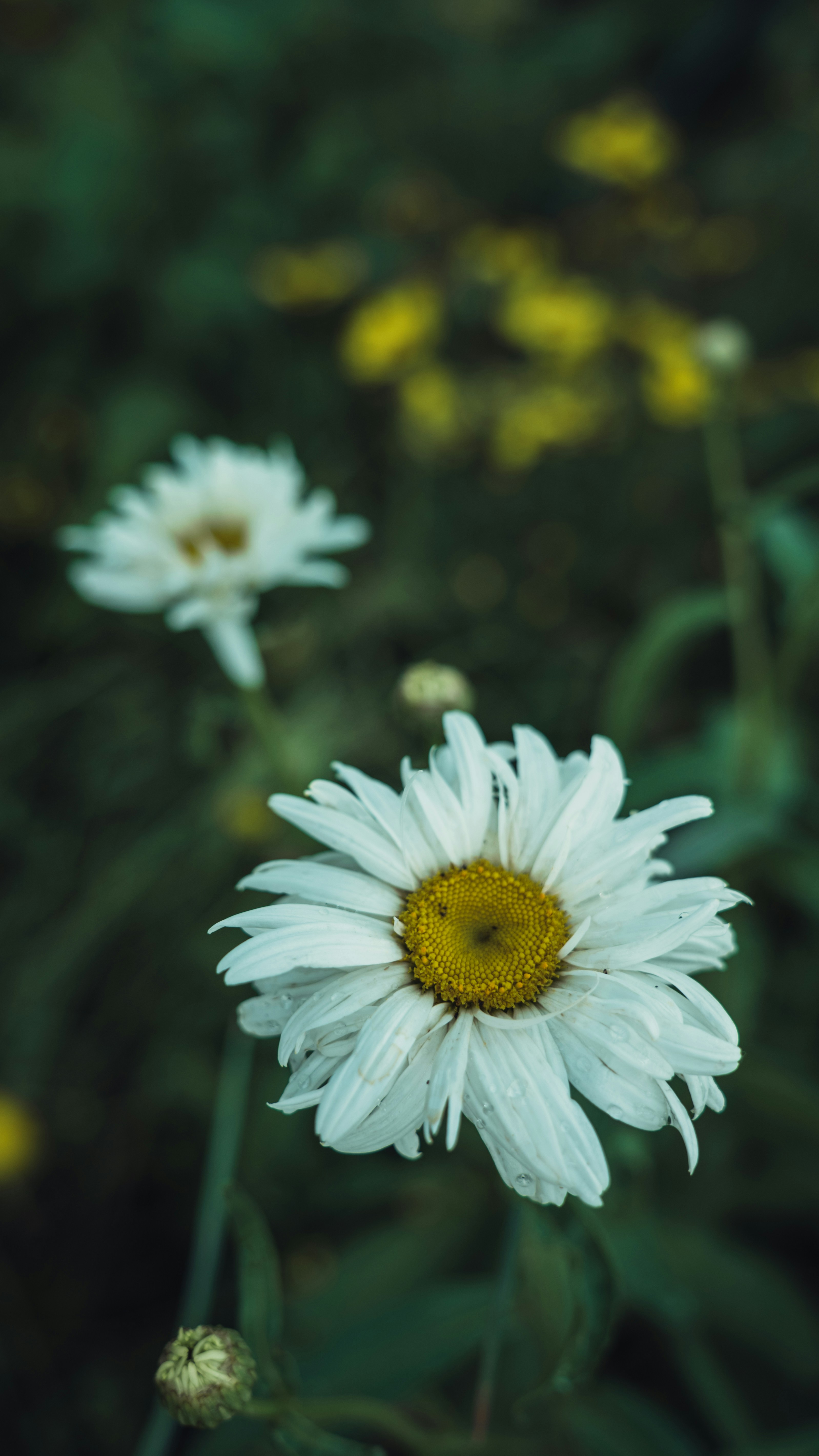 Photo by peek_a_boo_who