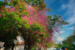 Mahabalipuram