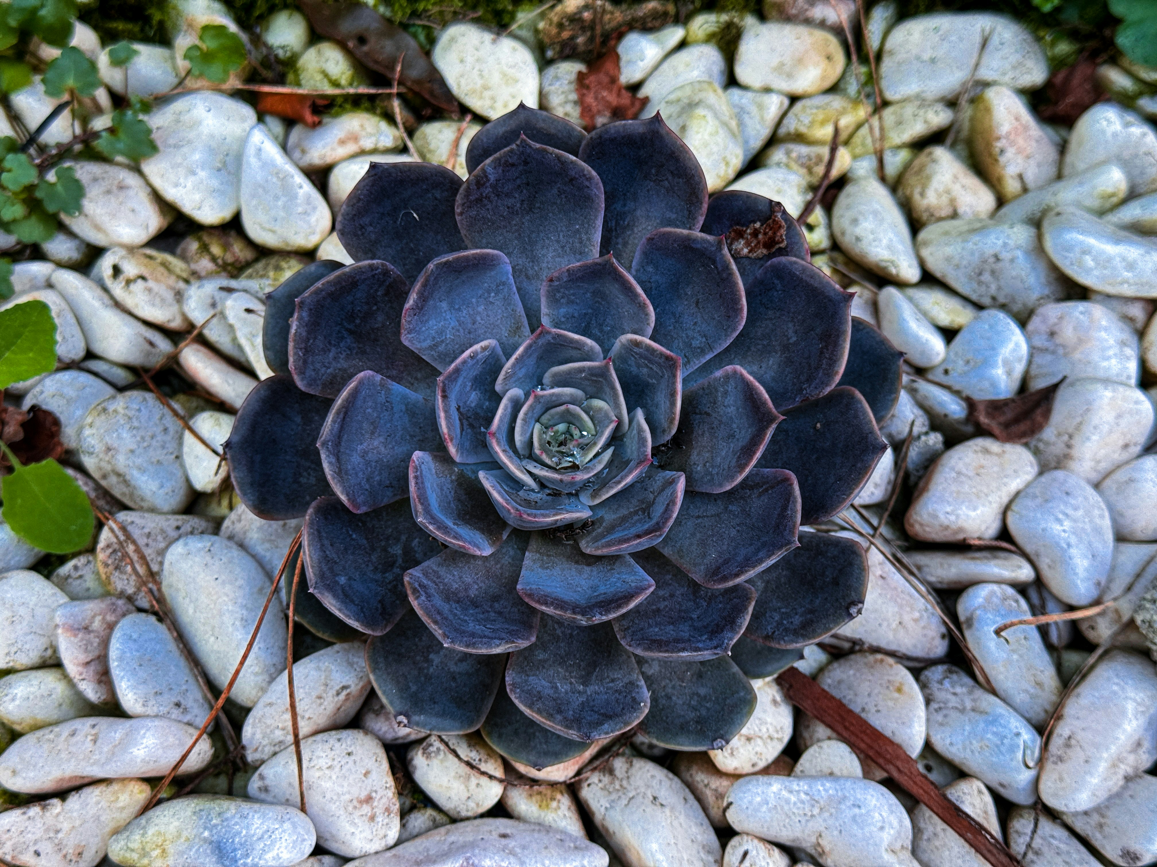 Succulent plant surrounded by white pebbles.