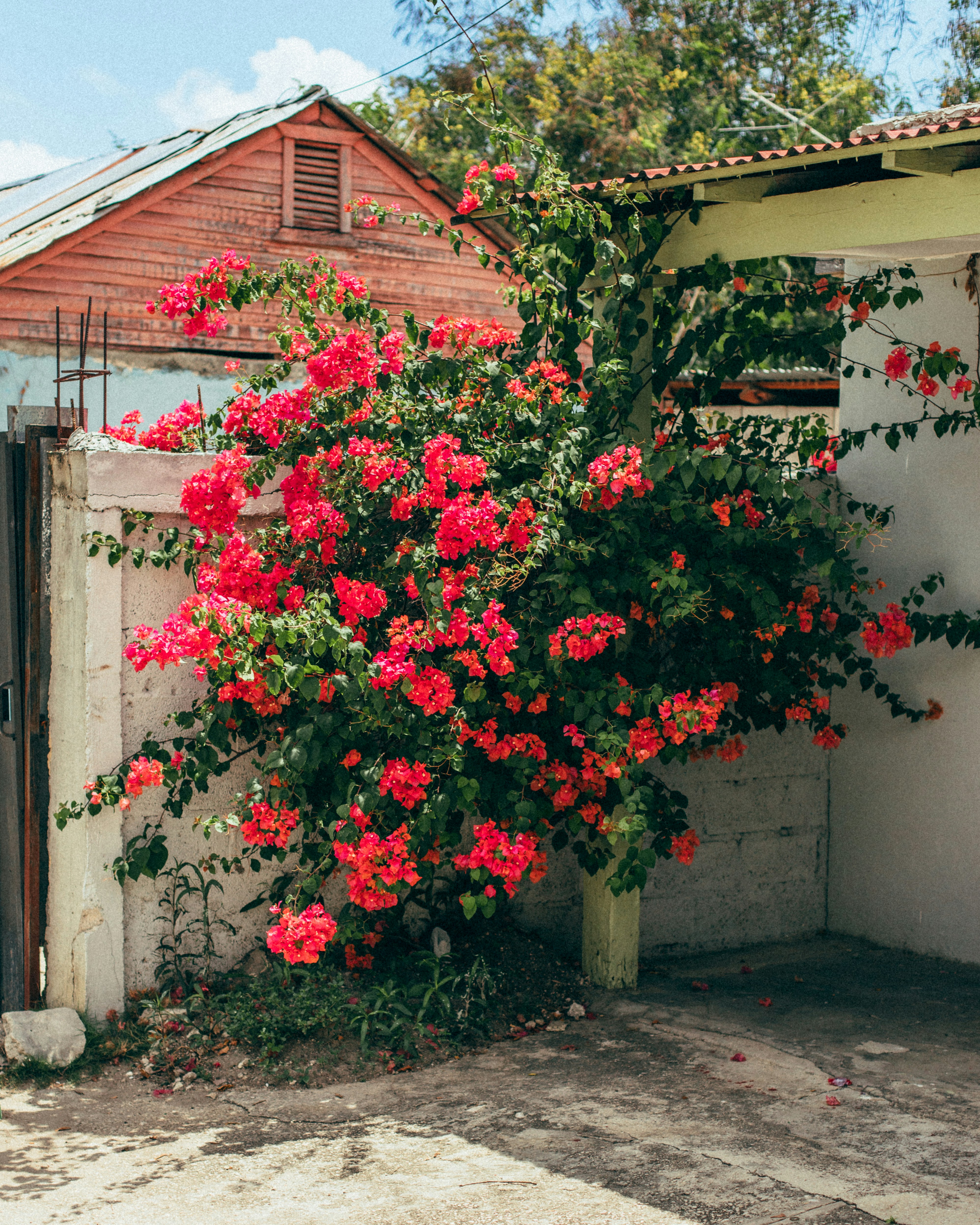 Photo by juancapaulino