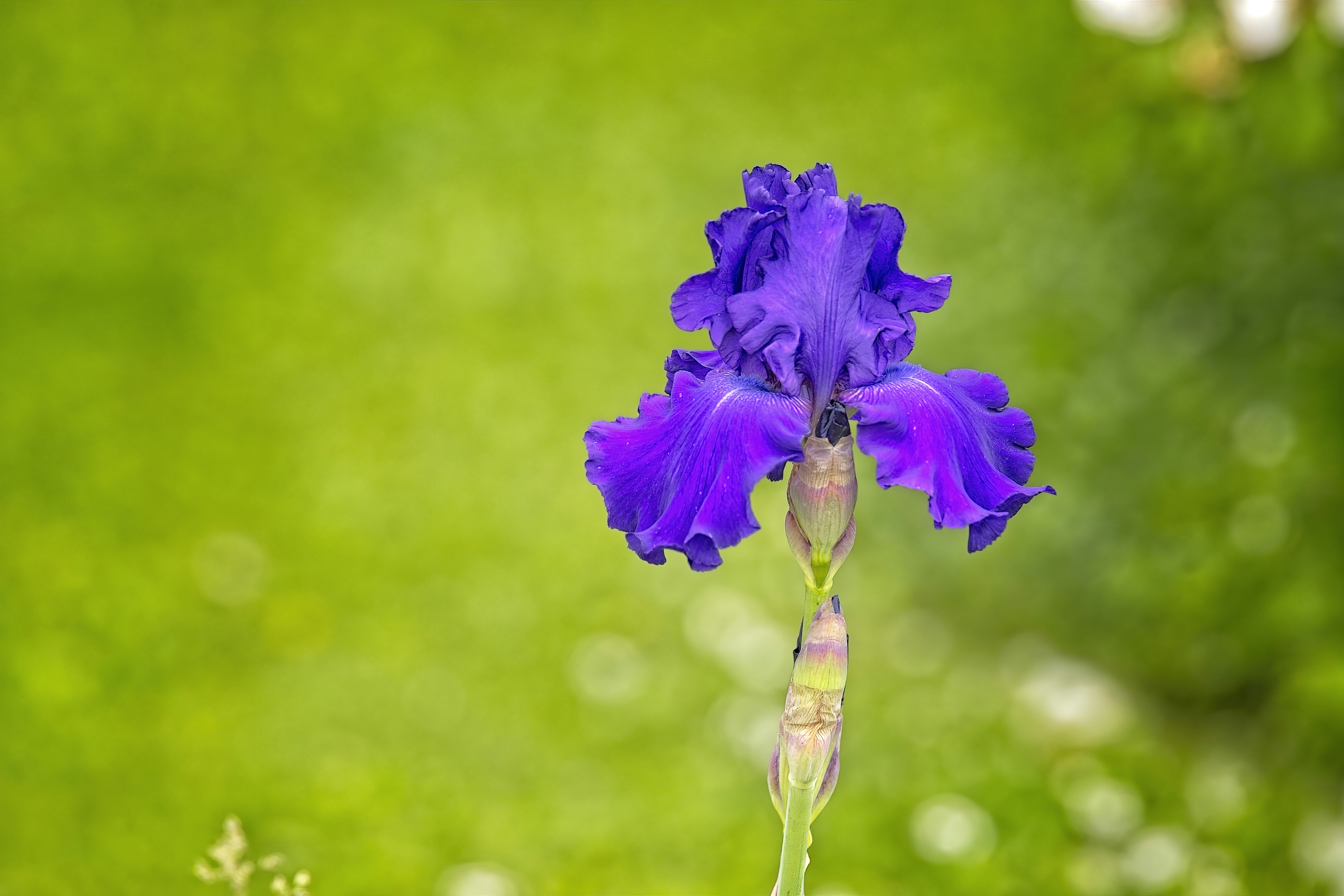A beautiful purple iris blooming in a meadow.