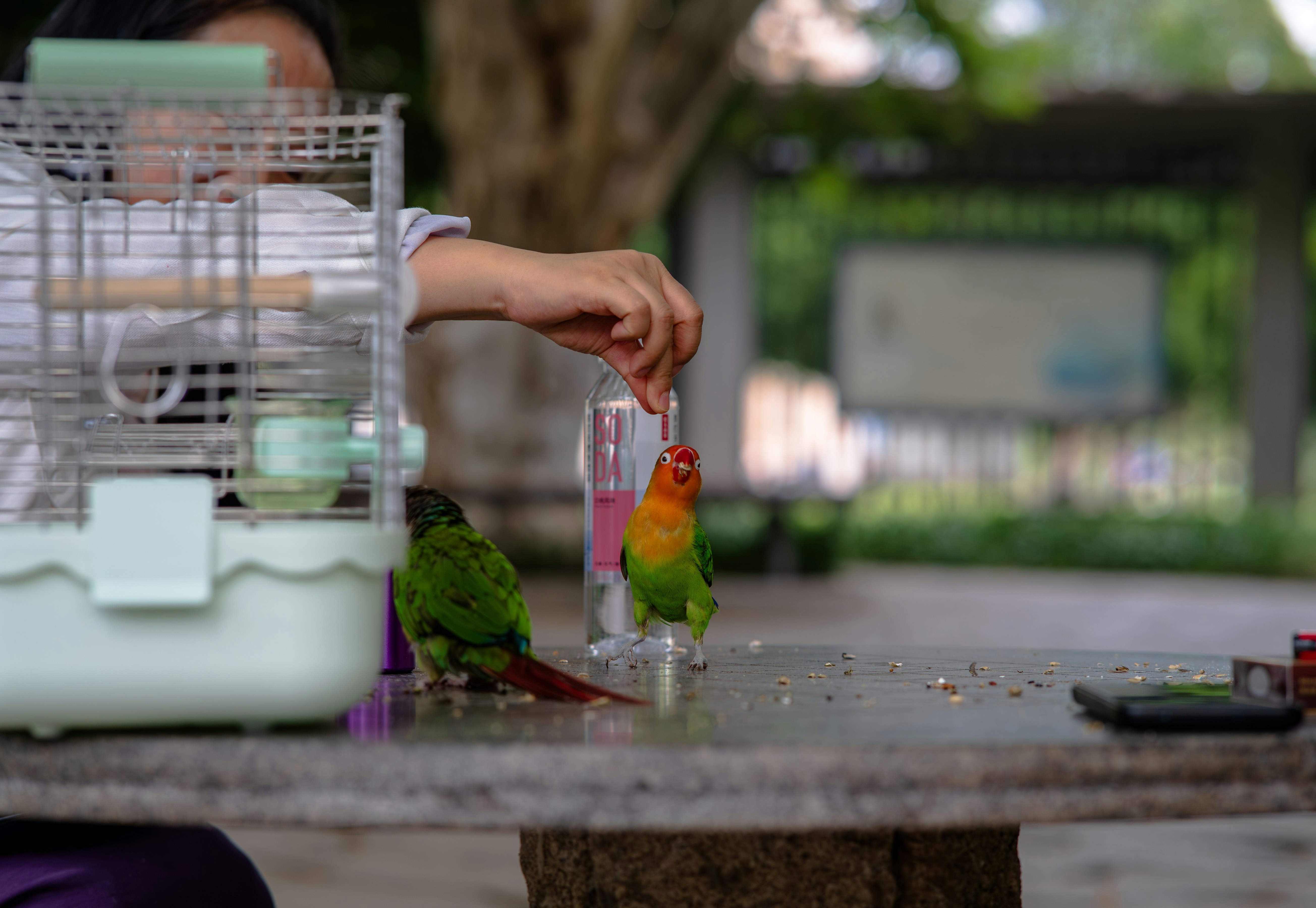 Person feeds colorful parrots outdoors by their cage.