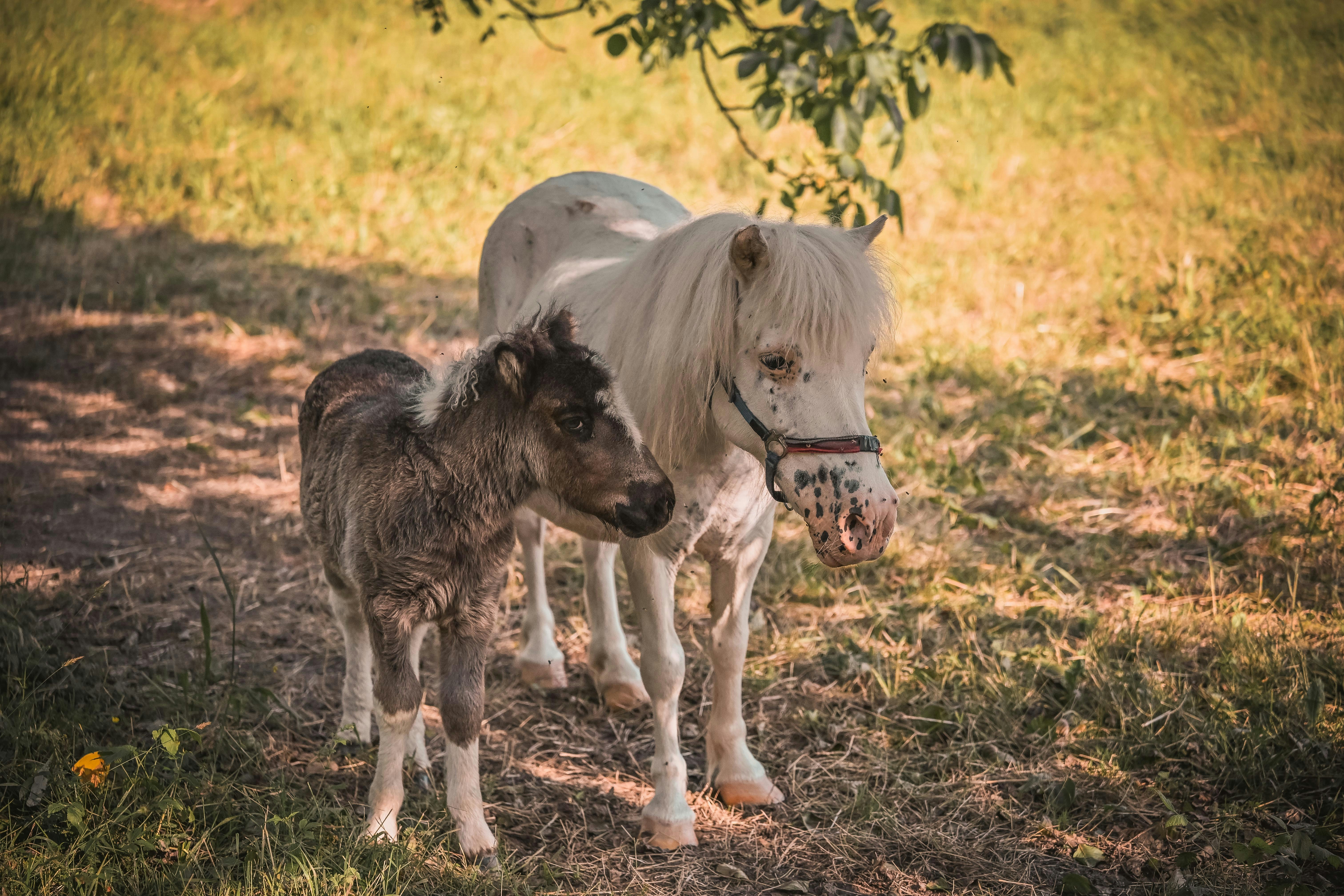 A pony and its foal stand together in a field.