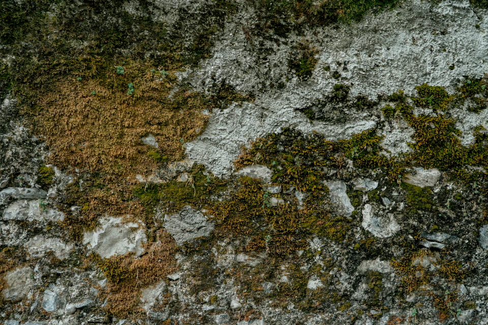 The image shows a close-up view of a stone wall covered in moss and lichen, creating an interesting texture and pattern. The moss is predominantly green with some brown patches, giving it a natural and organic appearance. The wall appears to be made of concrete or stone, which are common materials for constructing walls. The perspective of the image is from below, looking up at the wall, emphasizing its height and the scale of the growth on it.