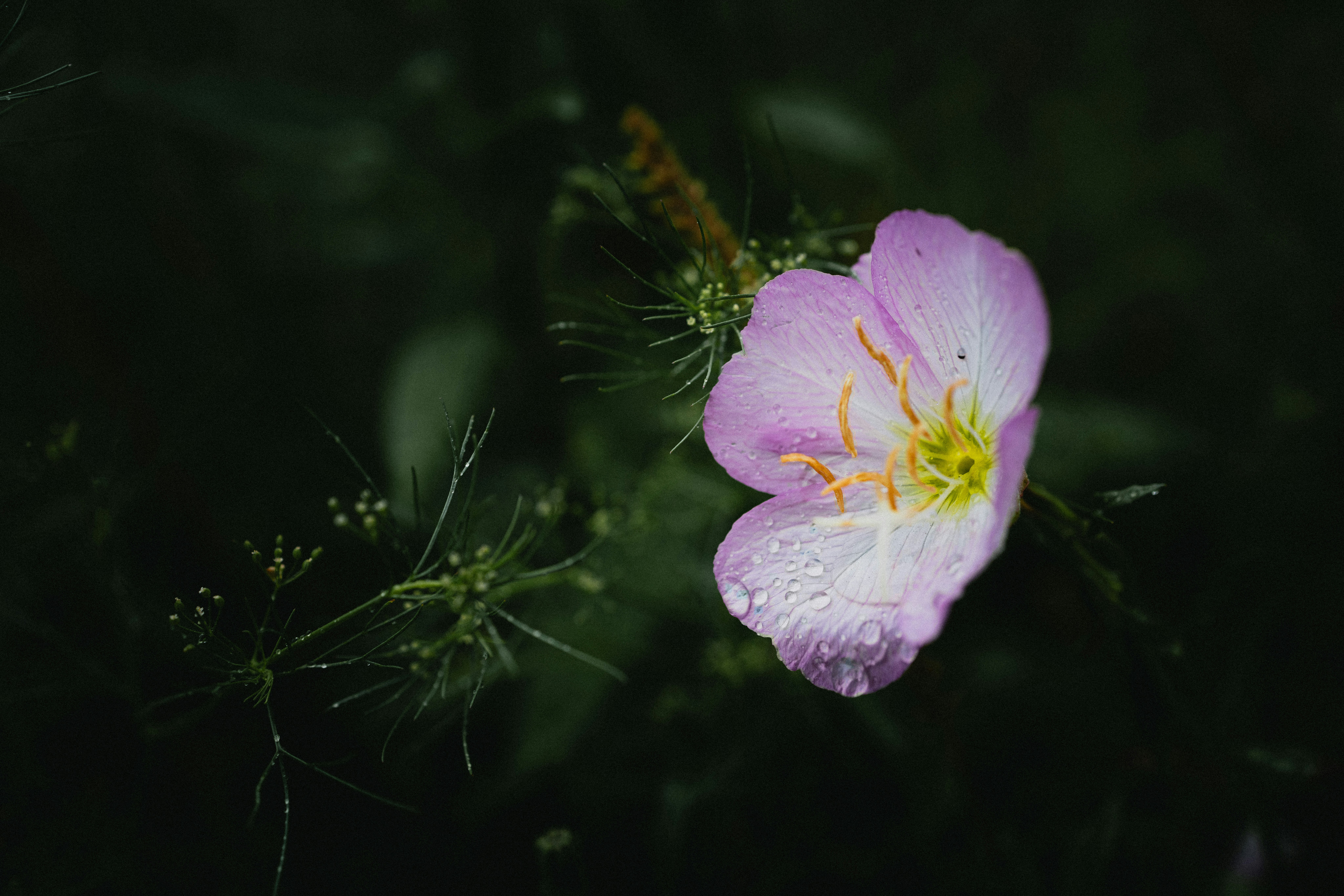 A delicate pink flower blooms in the darkness.
