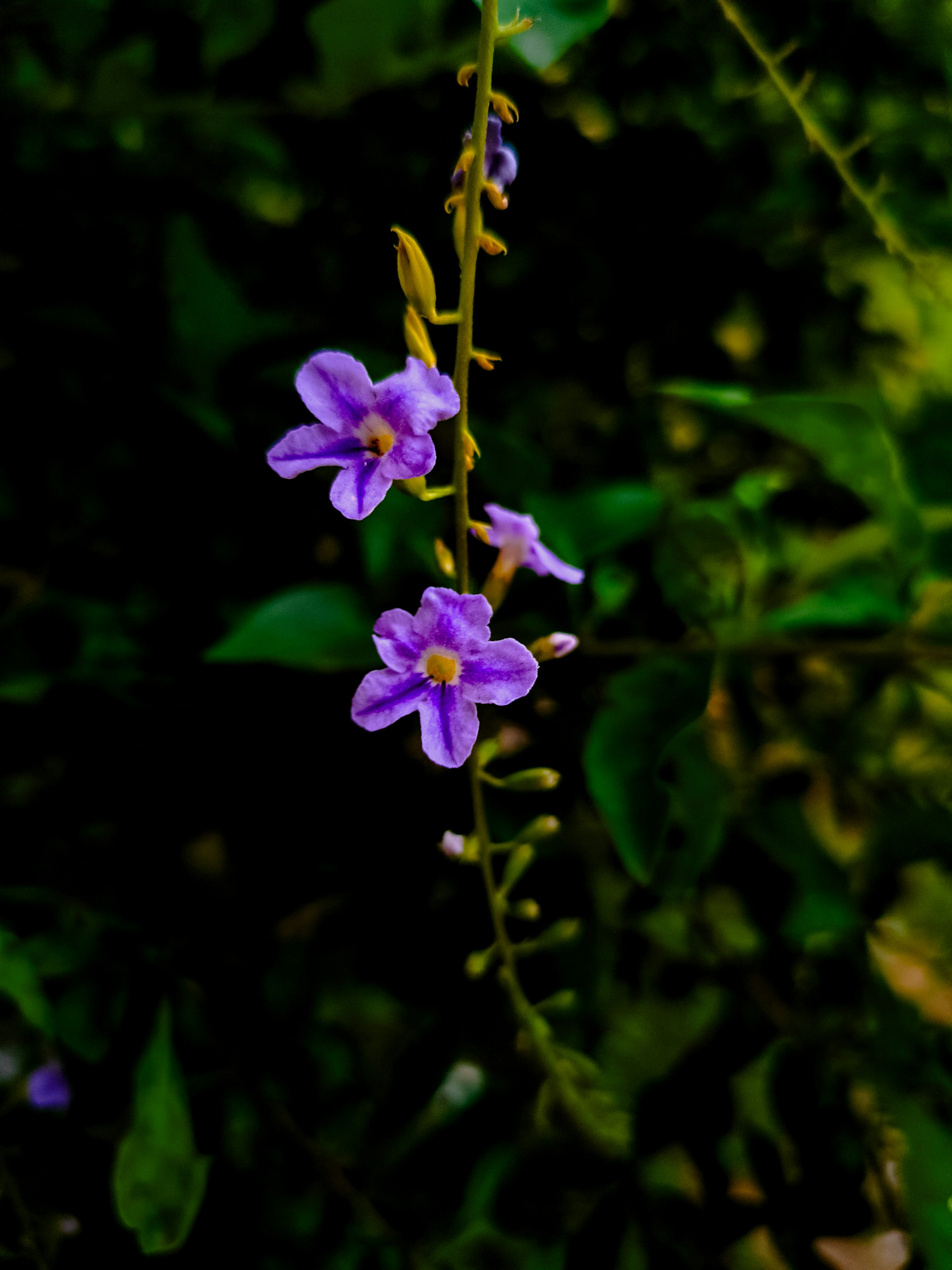 Photo by shhubh_sagar