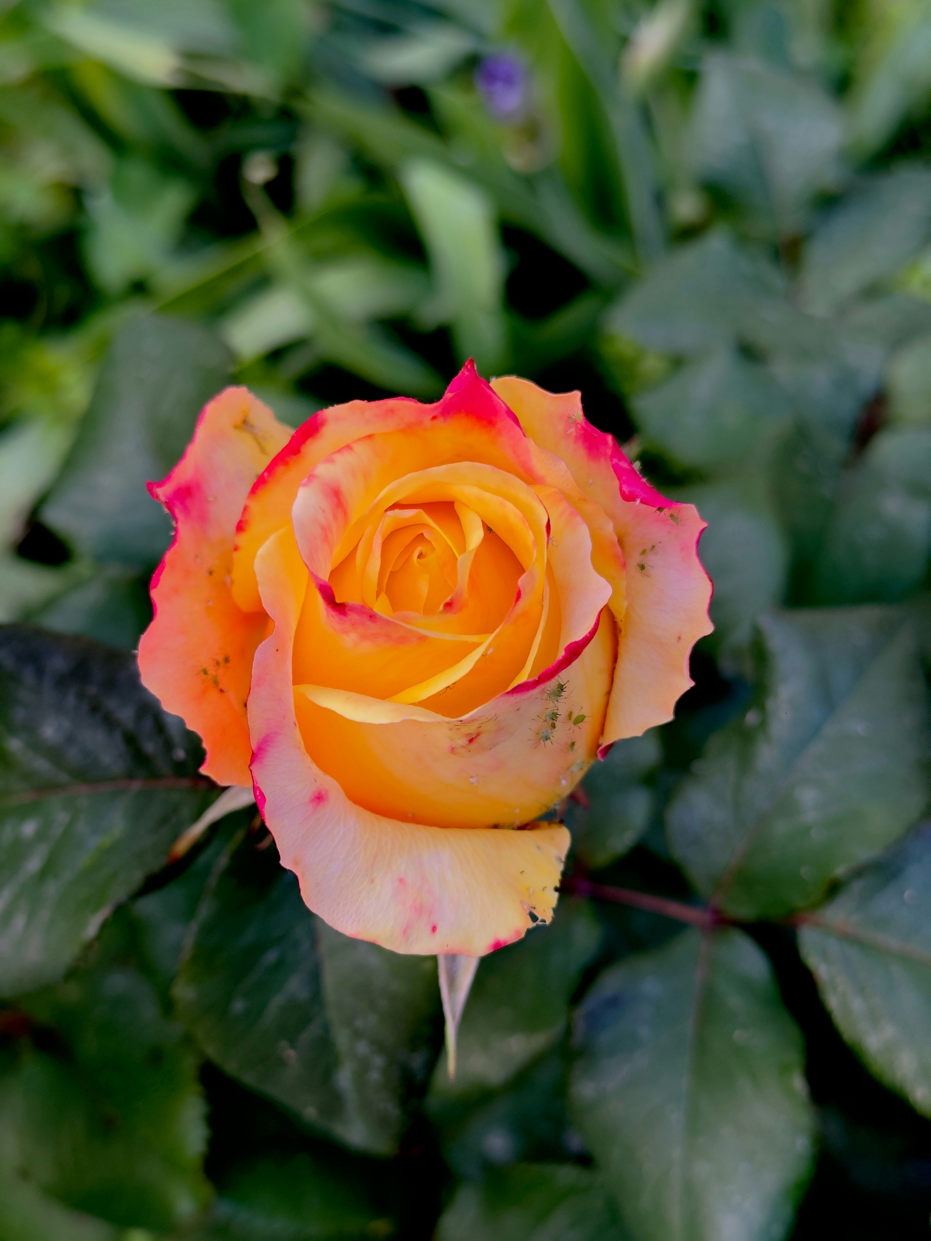 Photo by daaaaaaaaaanial