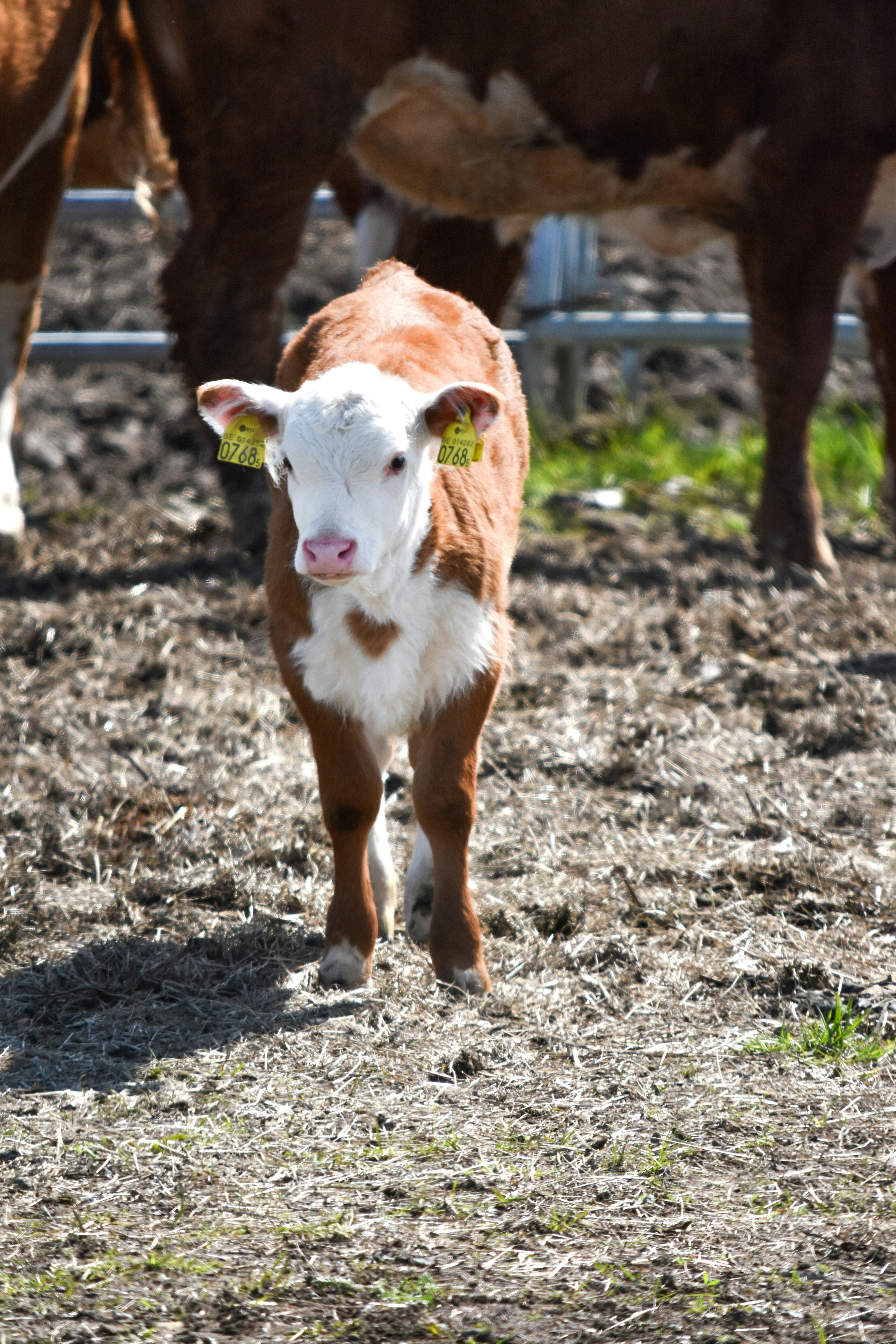 Photo by niklasjonasson