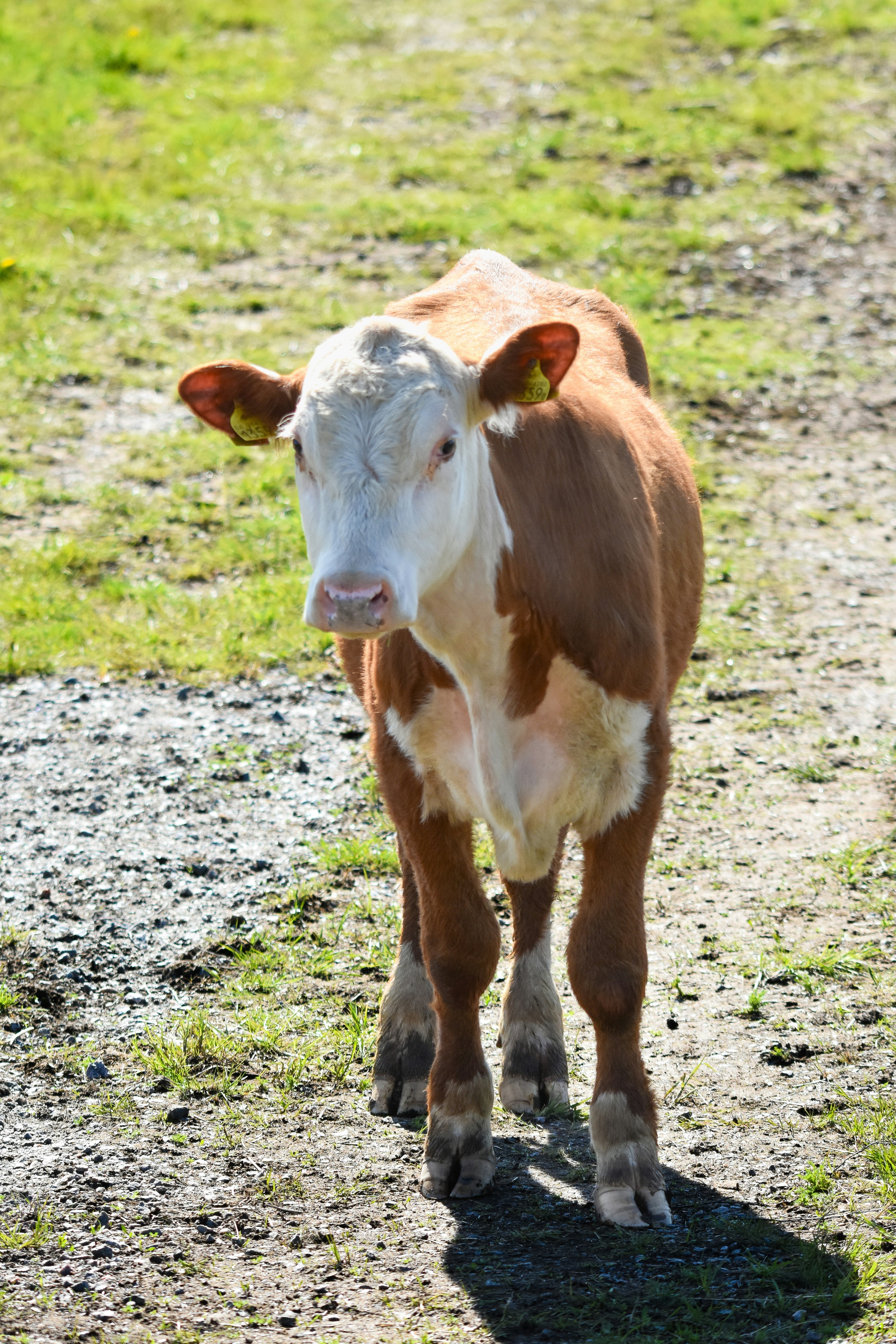 Photo by niklasjonasson