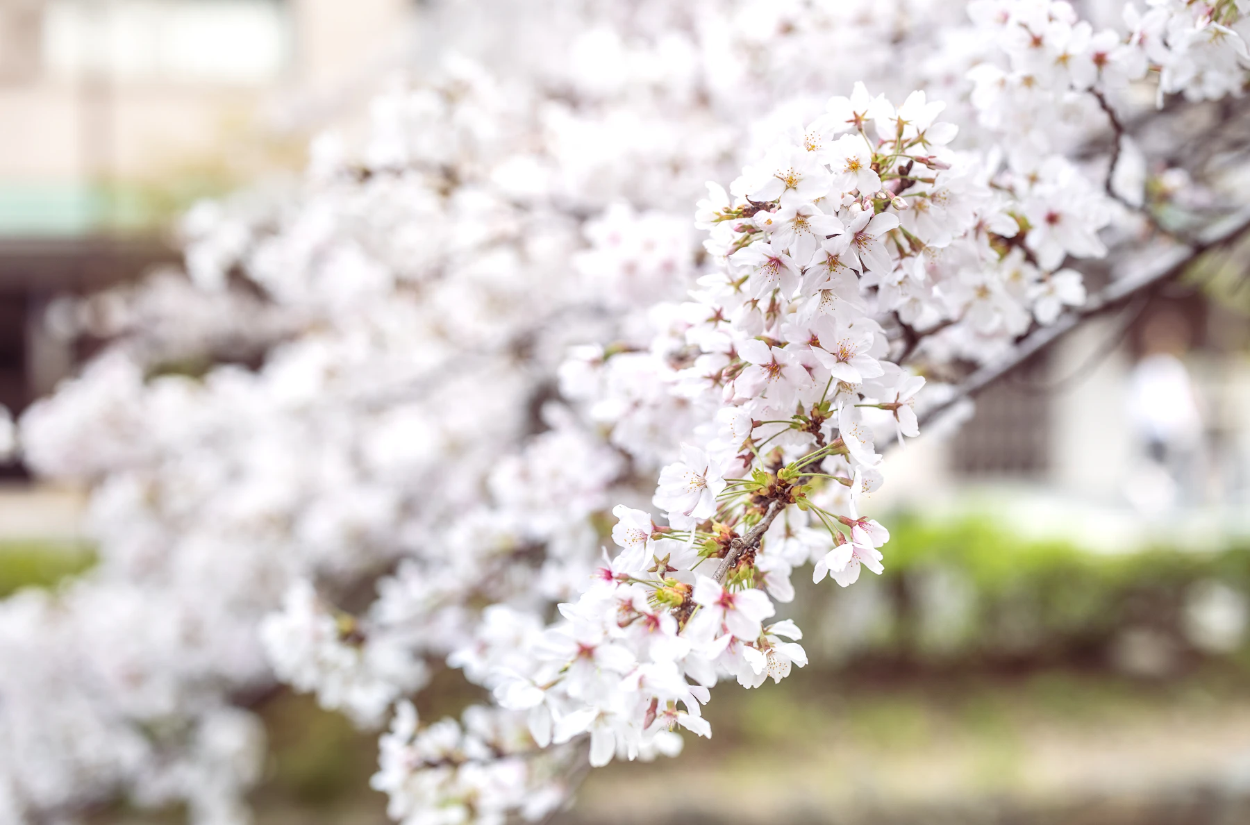 Cherry blossoms in full bloom in Kyoto