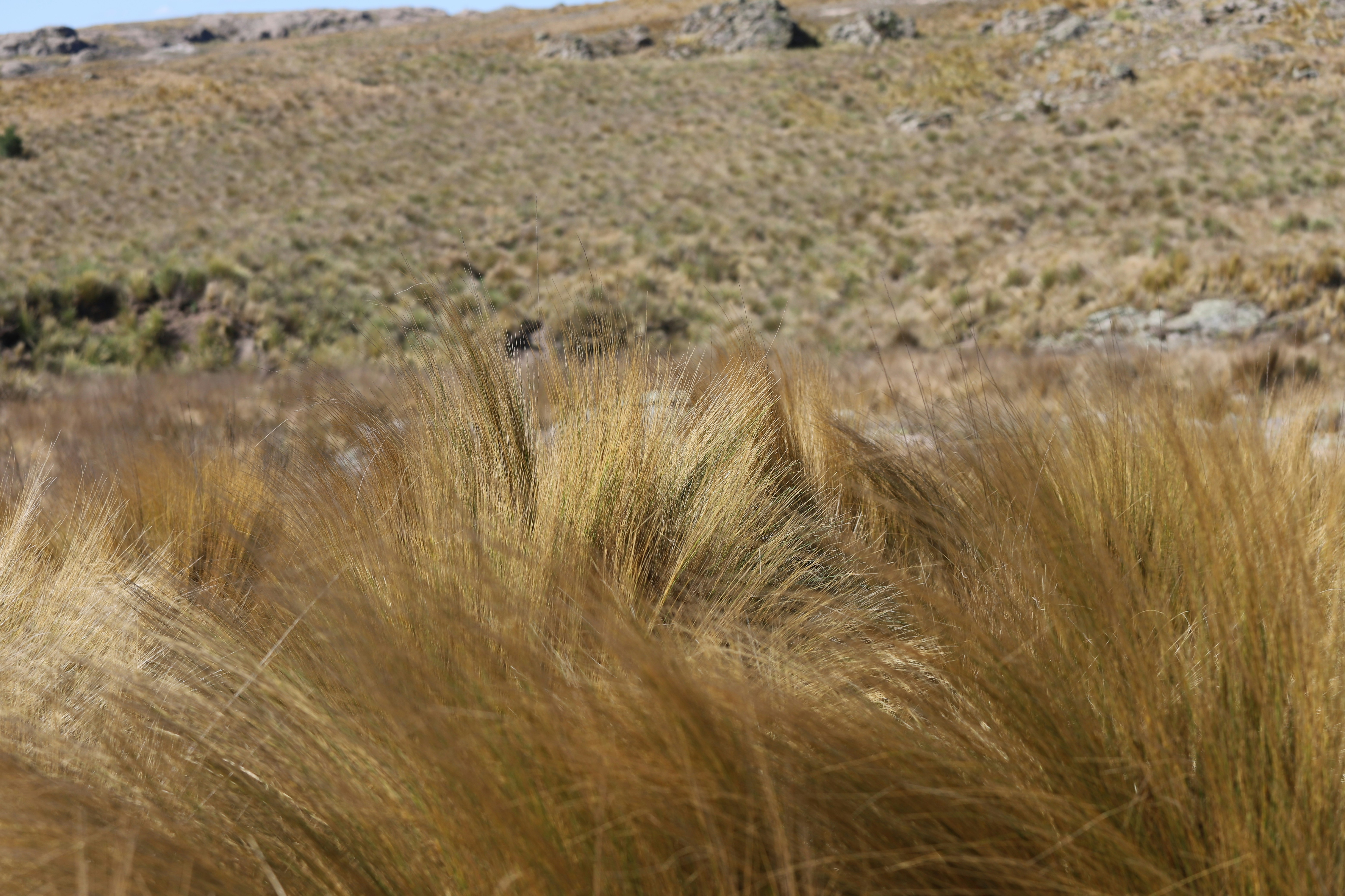 Uyuni (Eduardo Avaroa Reserve), Bolivia - None
