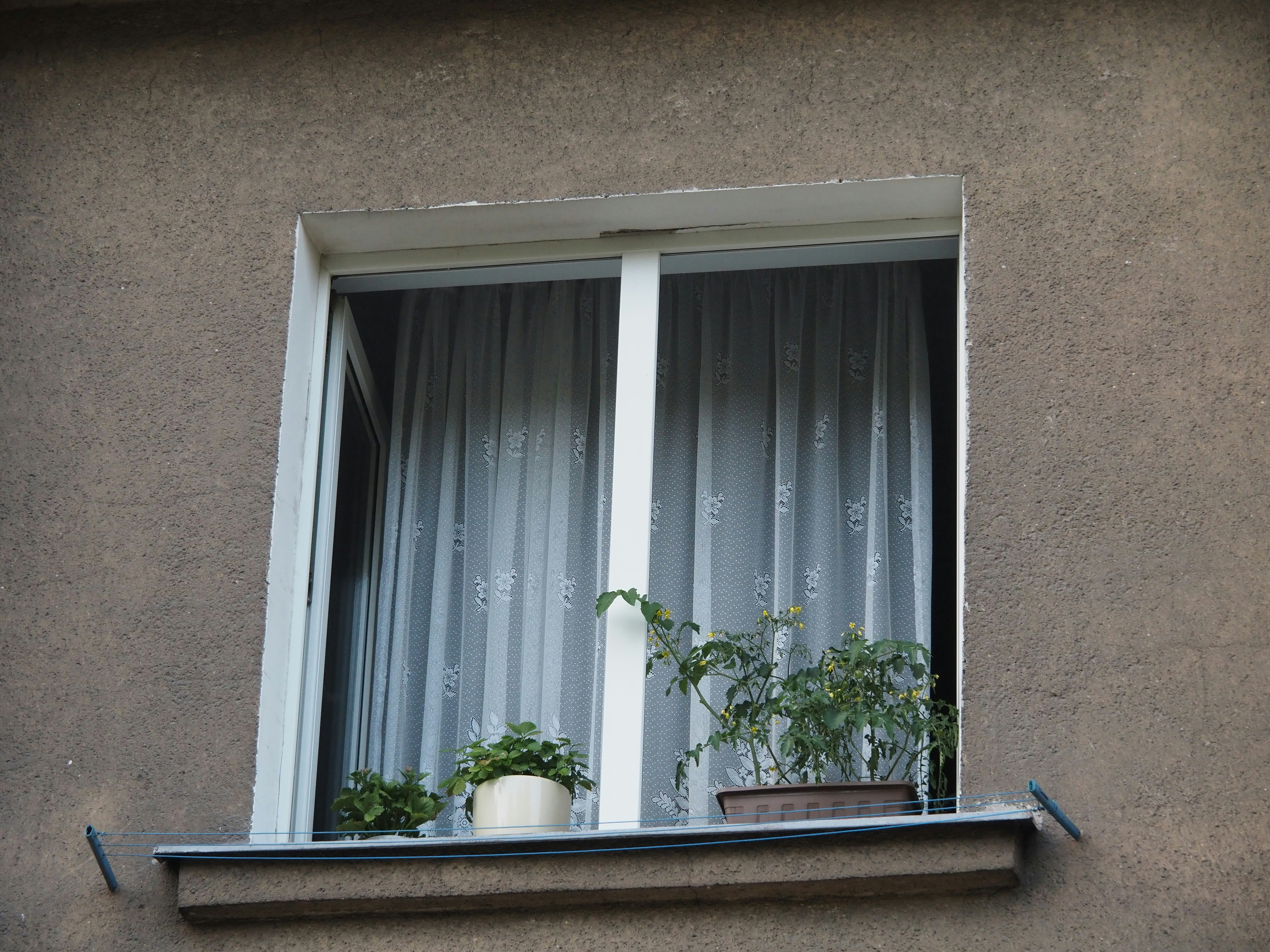 Window with curtains and plants