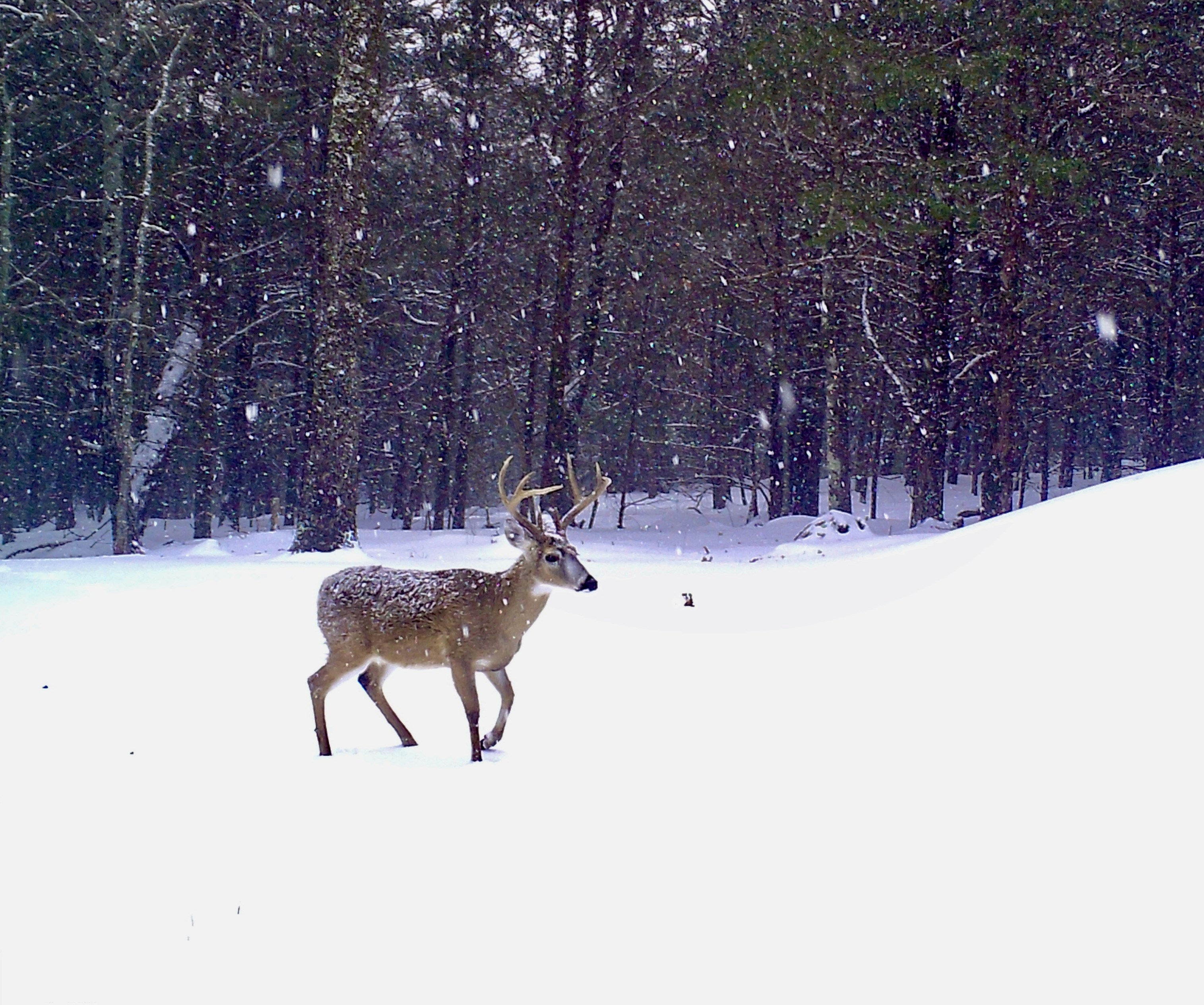 Photo by carsoncreativearts