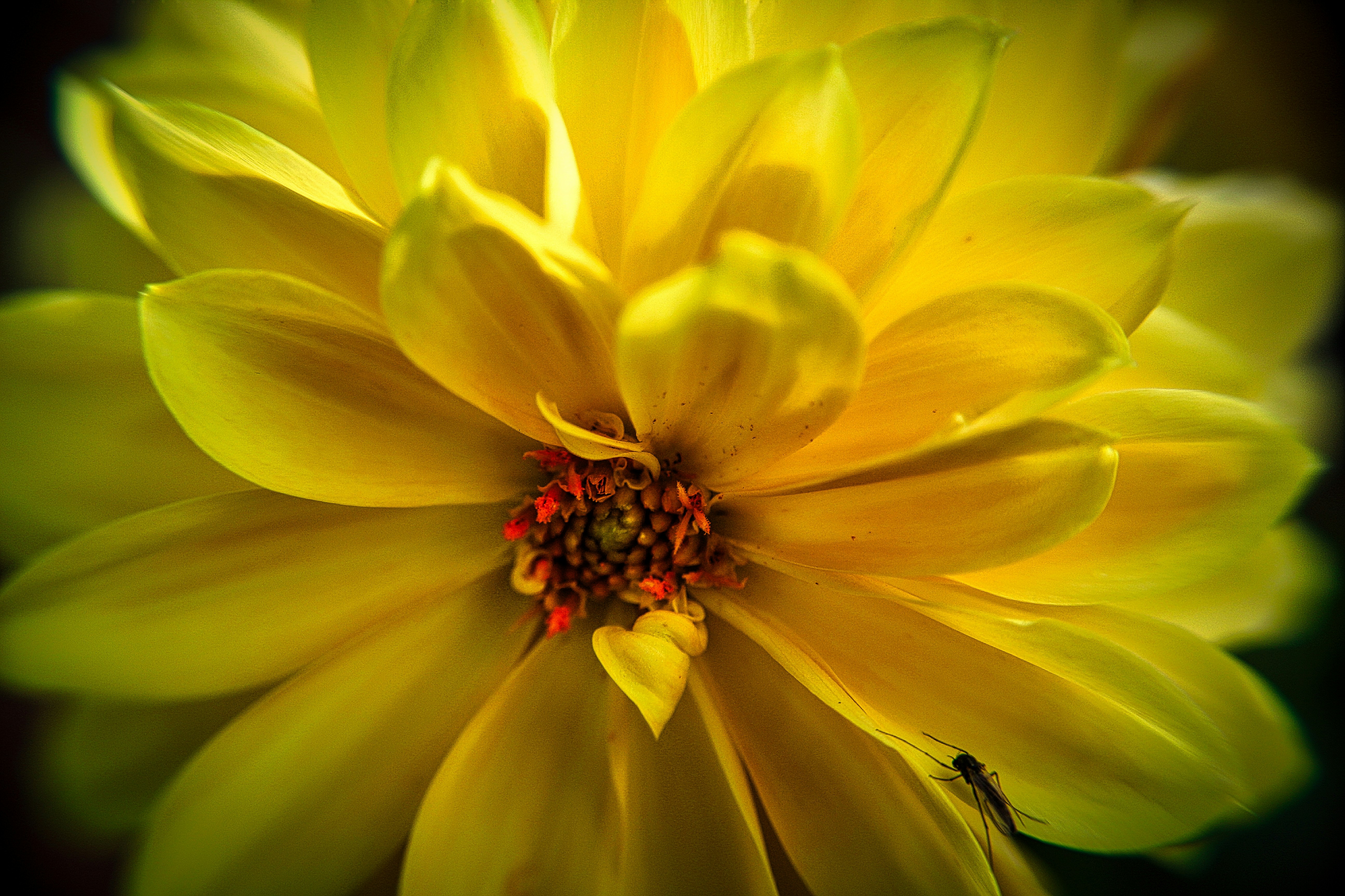 Photo by innoskyphotos