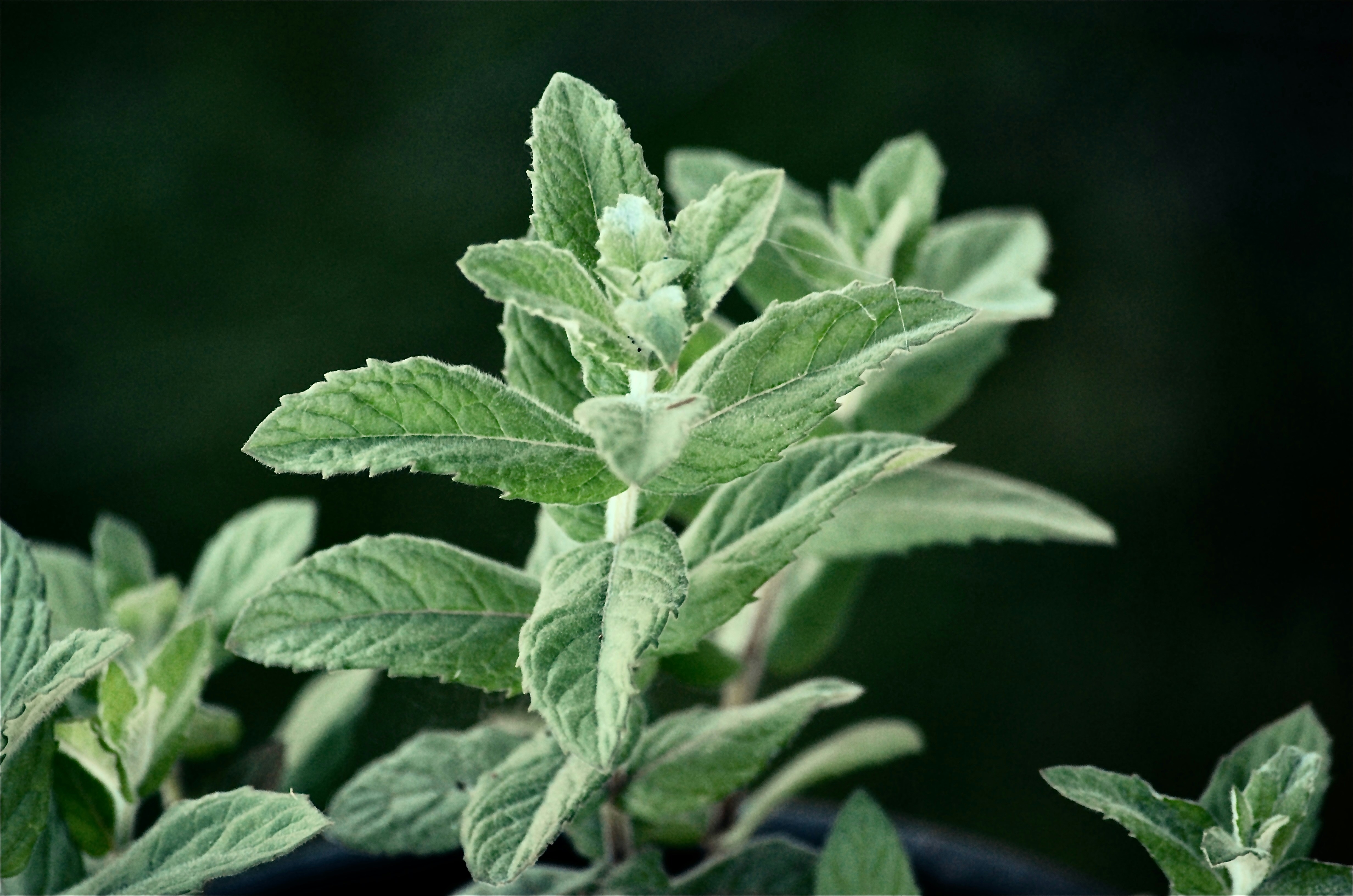 Photo by iamrifathus