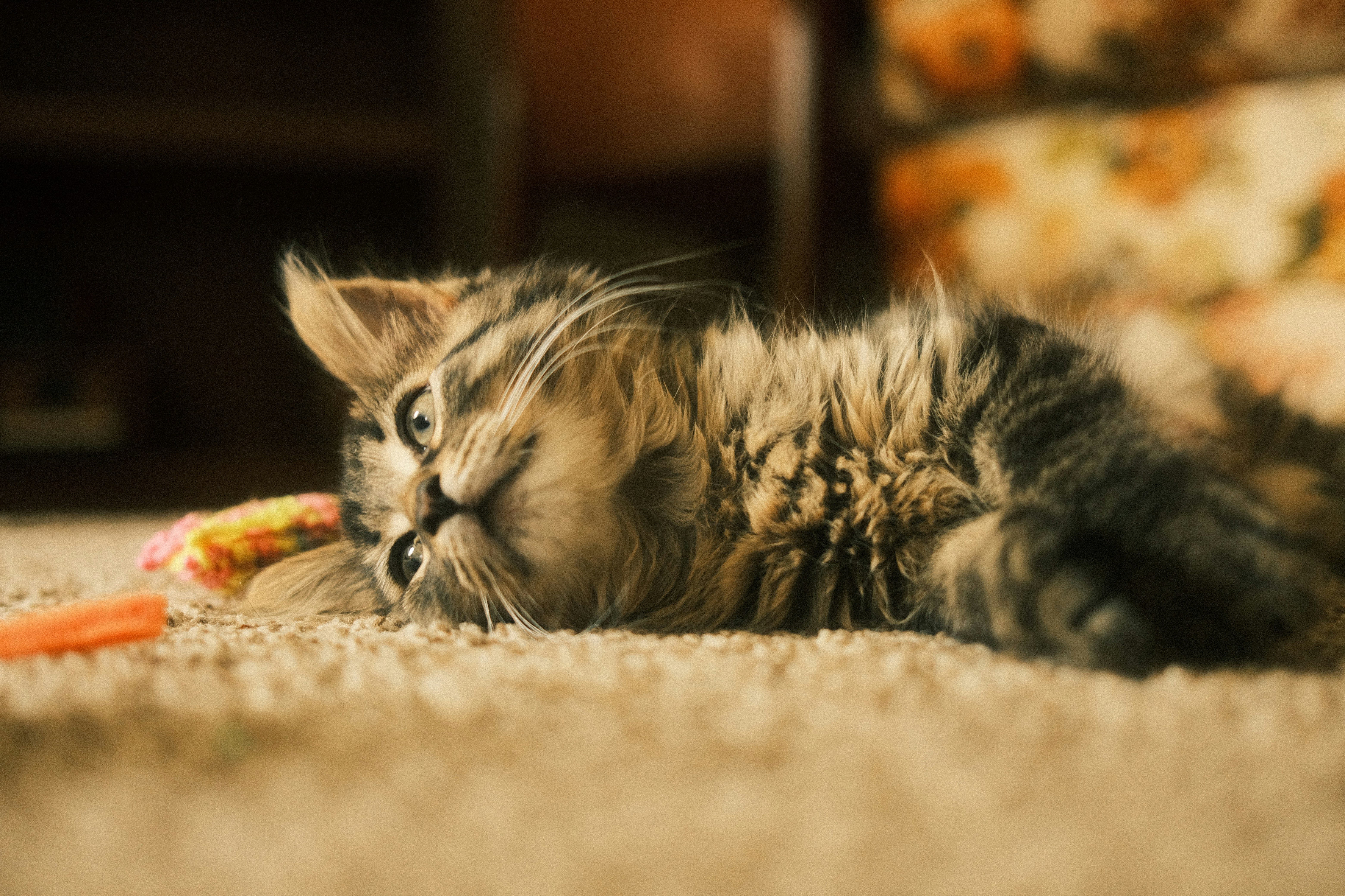 Best Cat Toys for Senior Cats: Expert Guide to Gentle Enrichment