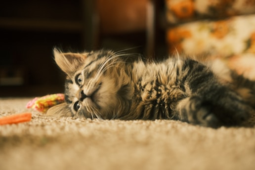 A fluffy kitten looks playfully at the camera.