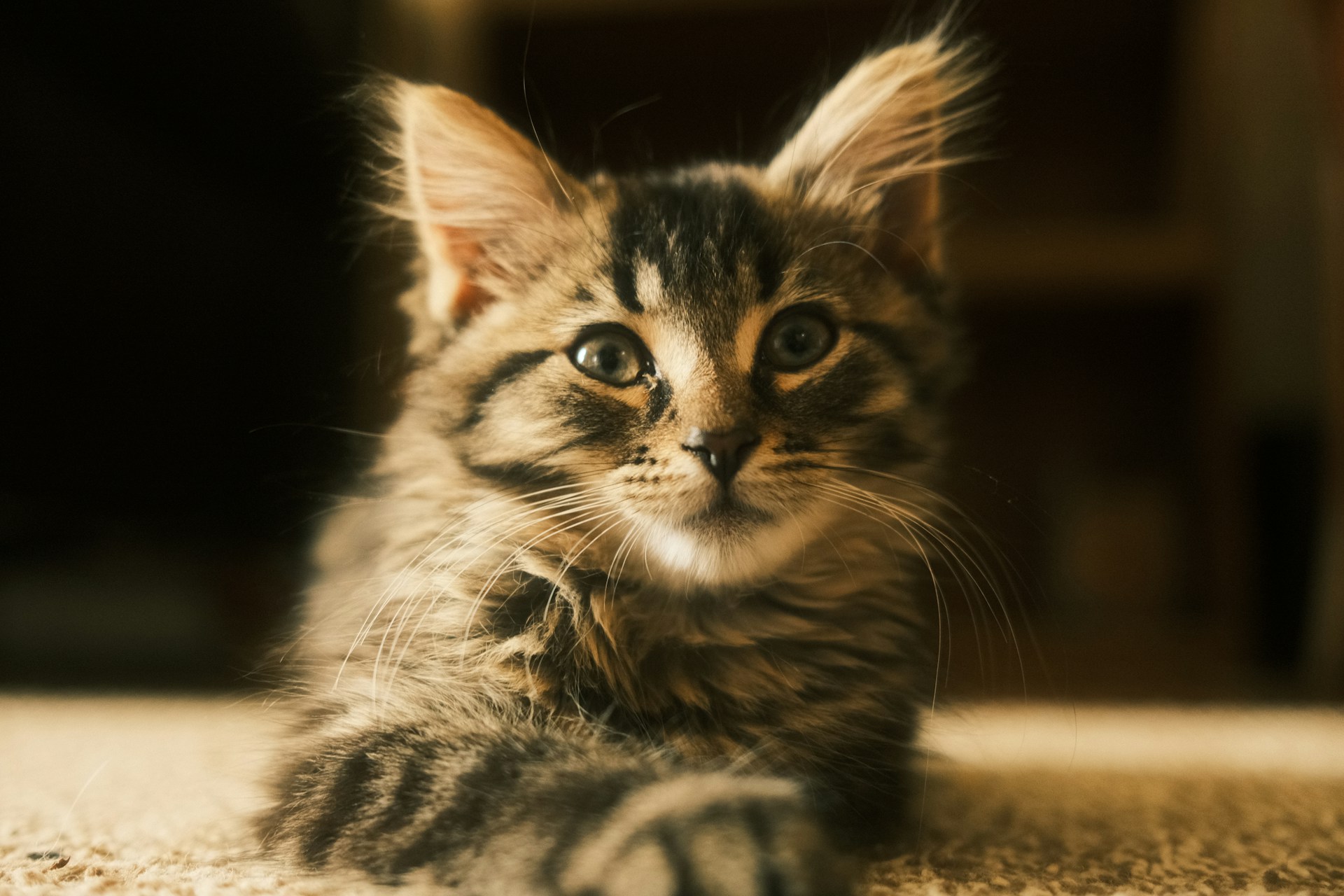 A cute kitten gazes directly at the viewer.