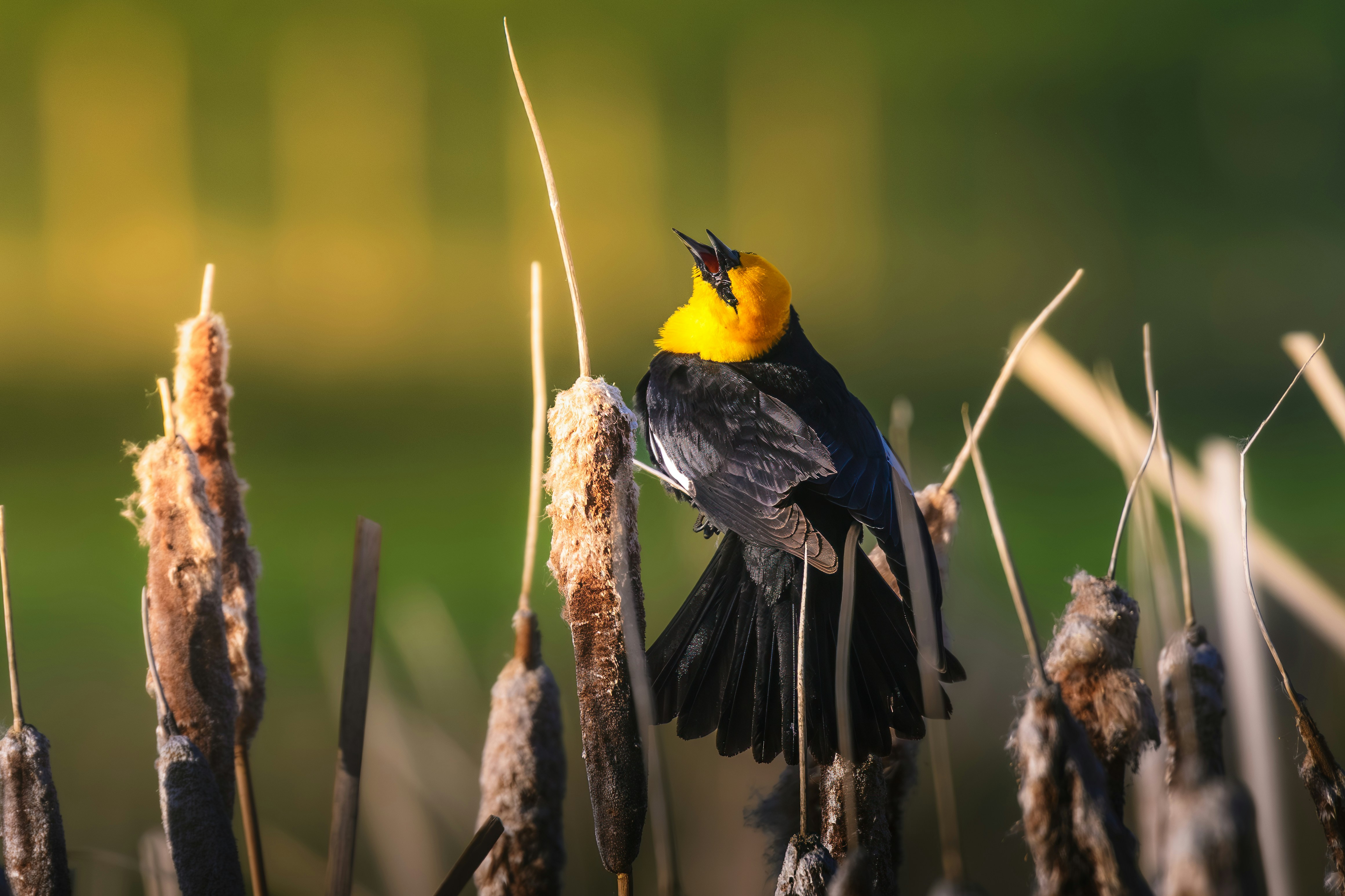 Eine gelbköpfige Amsel singt stolz im Schilf.