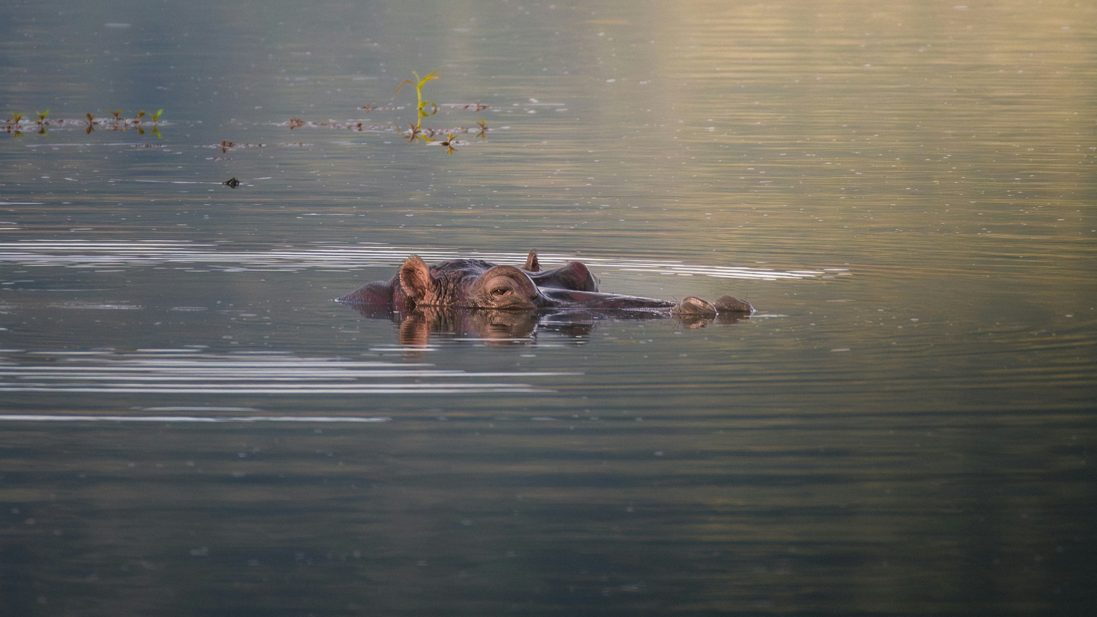 Ein Nilpferd schwimmt im Wasser.
