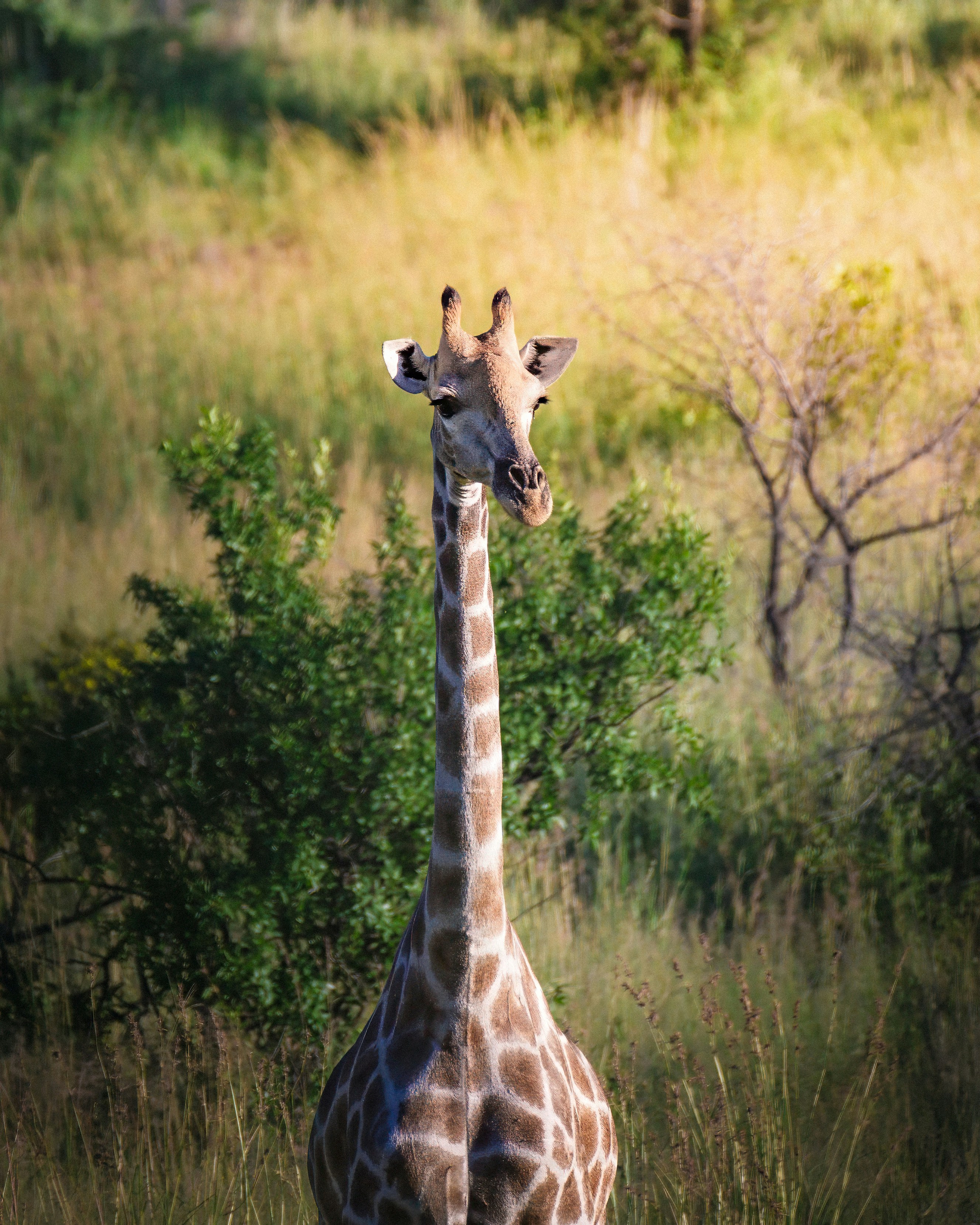 Eine Giraffe ragt hoch in eine grasbewachsene Savanne.