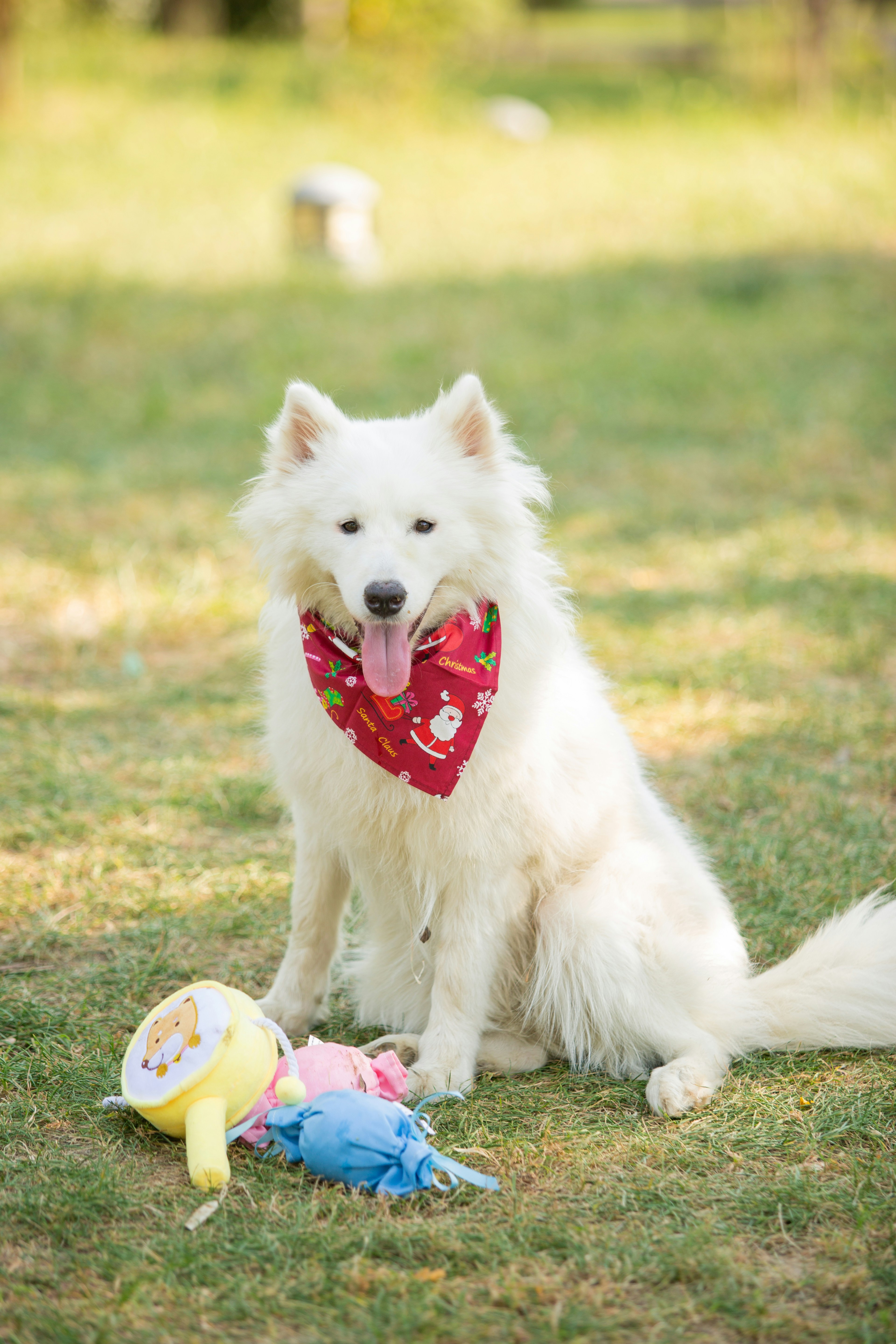 A white dog poses outdoors with toys.