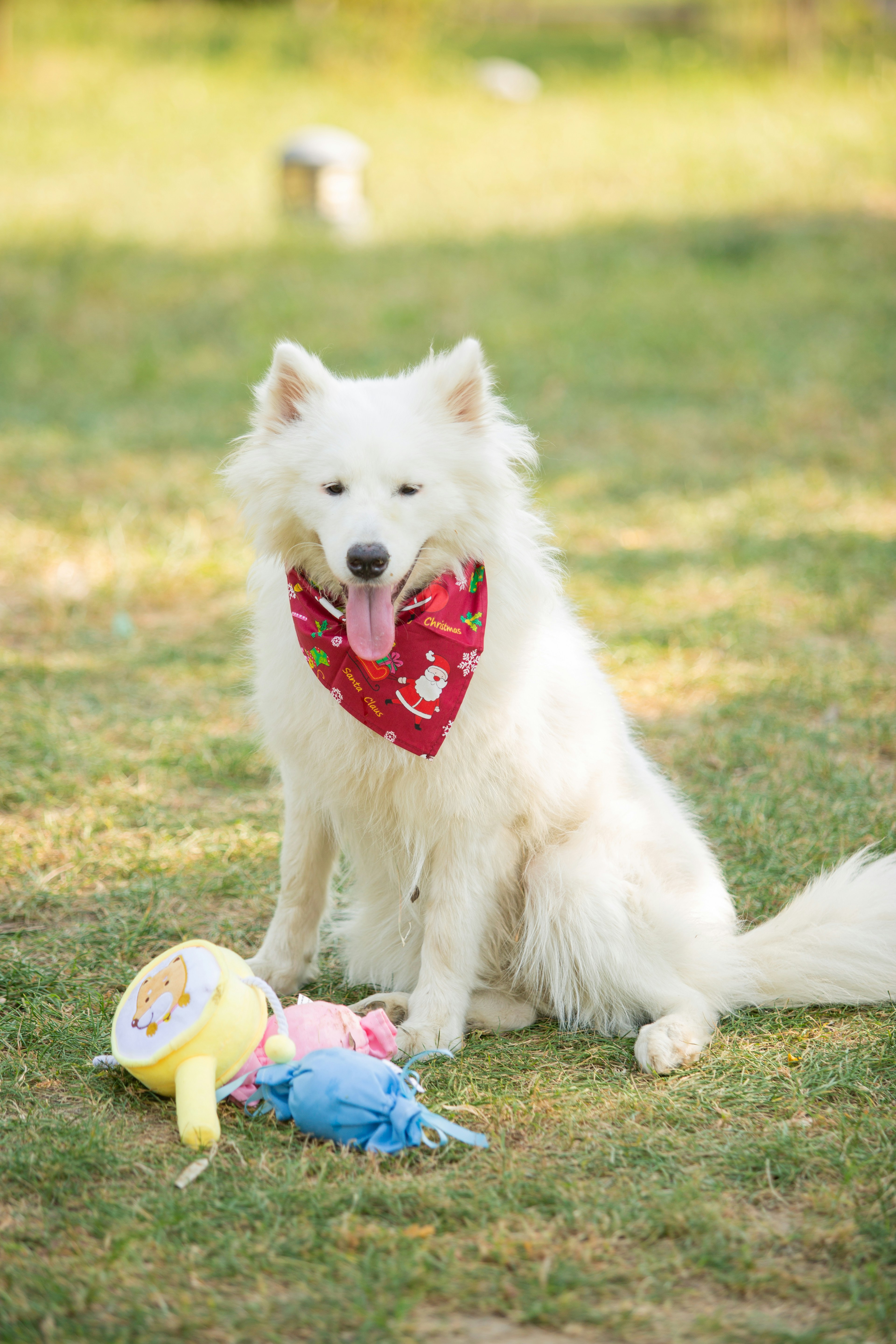Dog resting on a blanket indoors