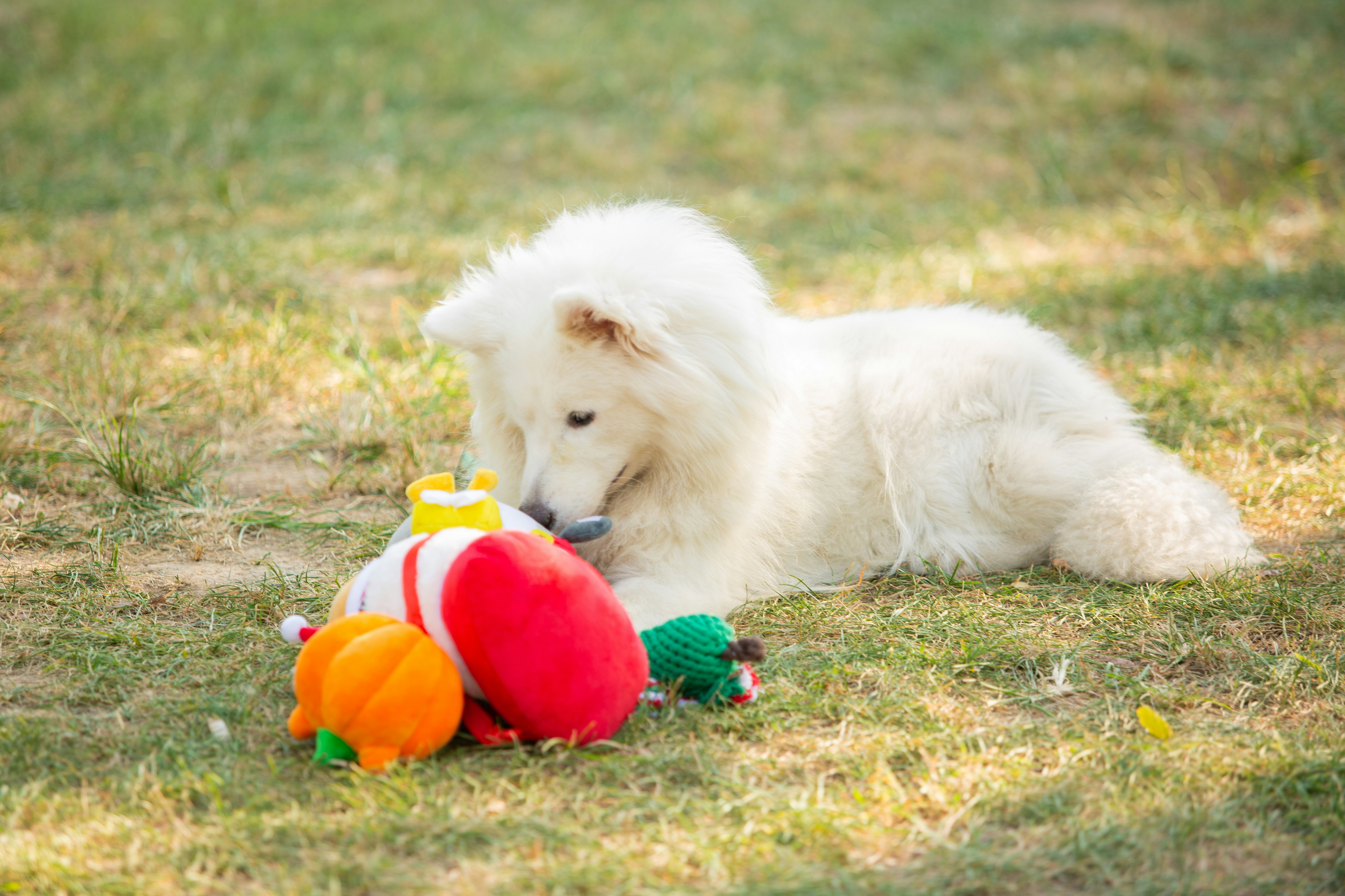 A fluffy dog plays with toys outdoors.
