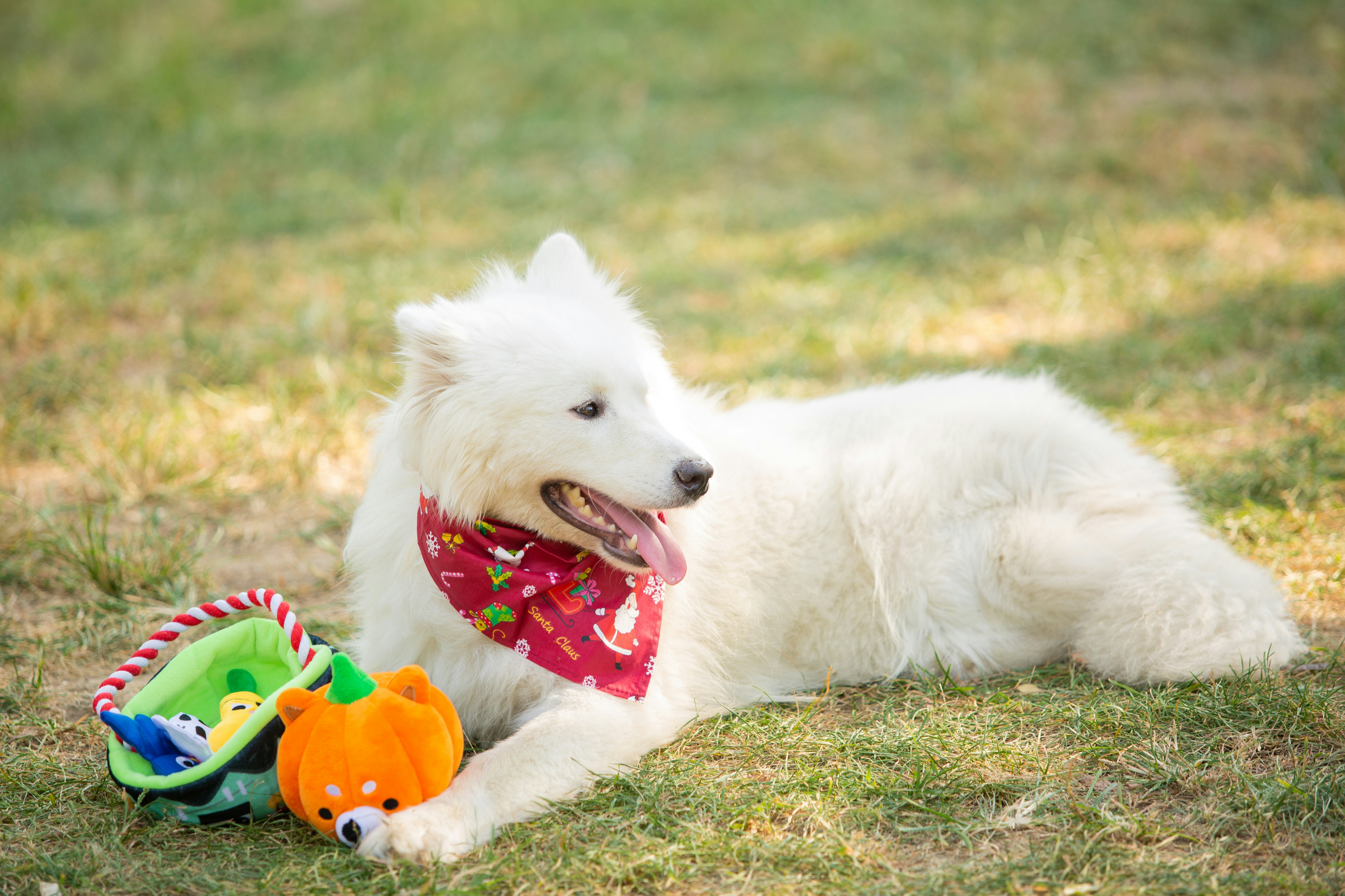 A fluffy white dog lounges with toys.