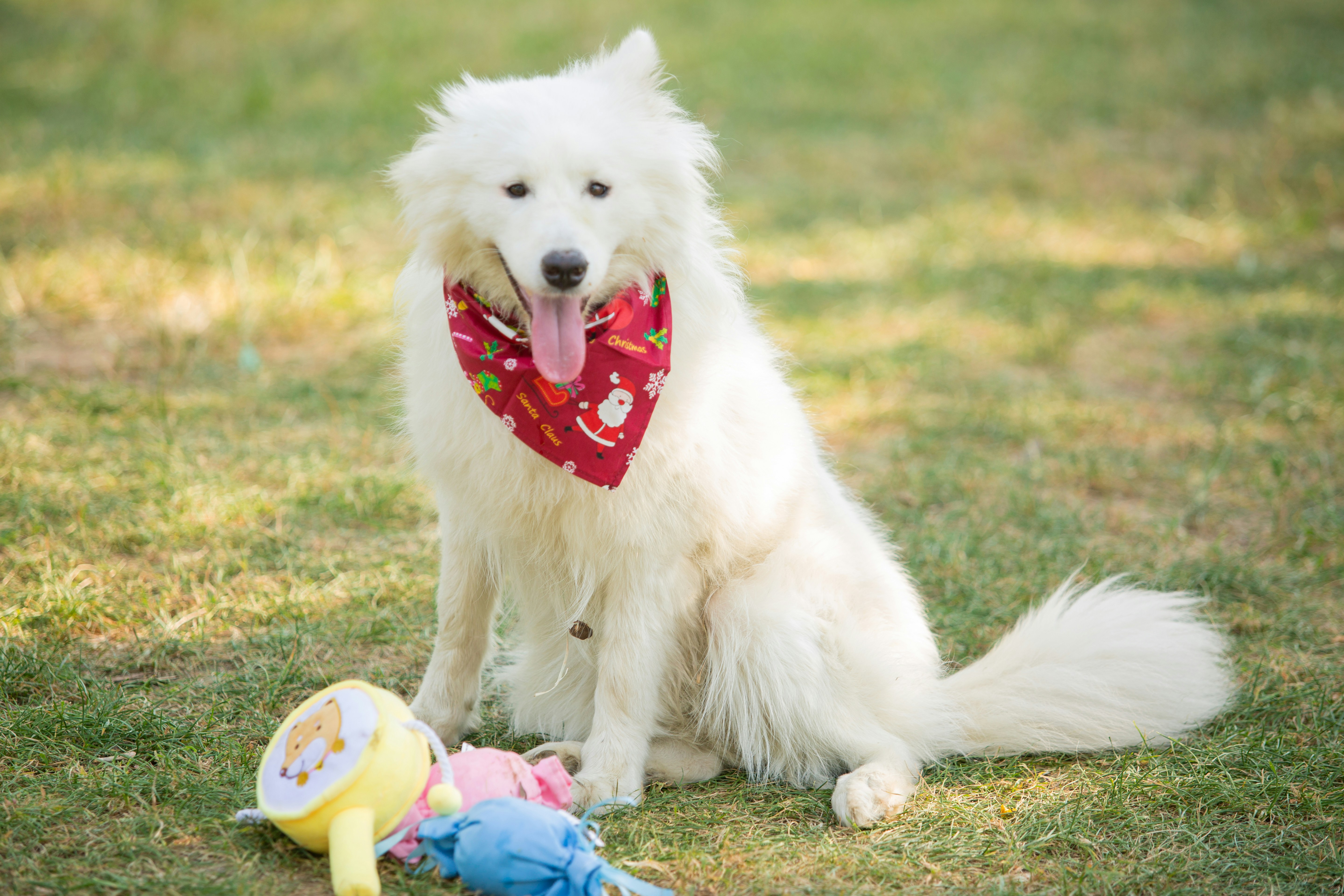 A white dog sits with a festive bandana.