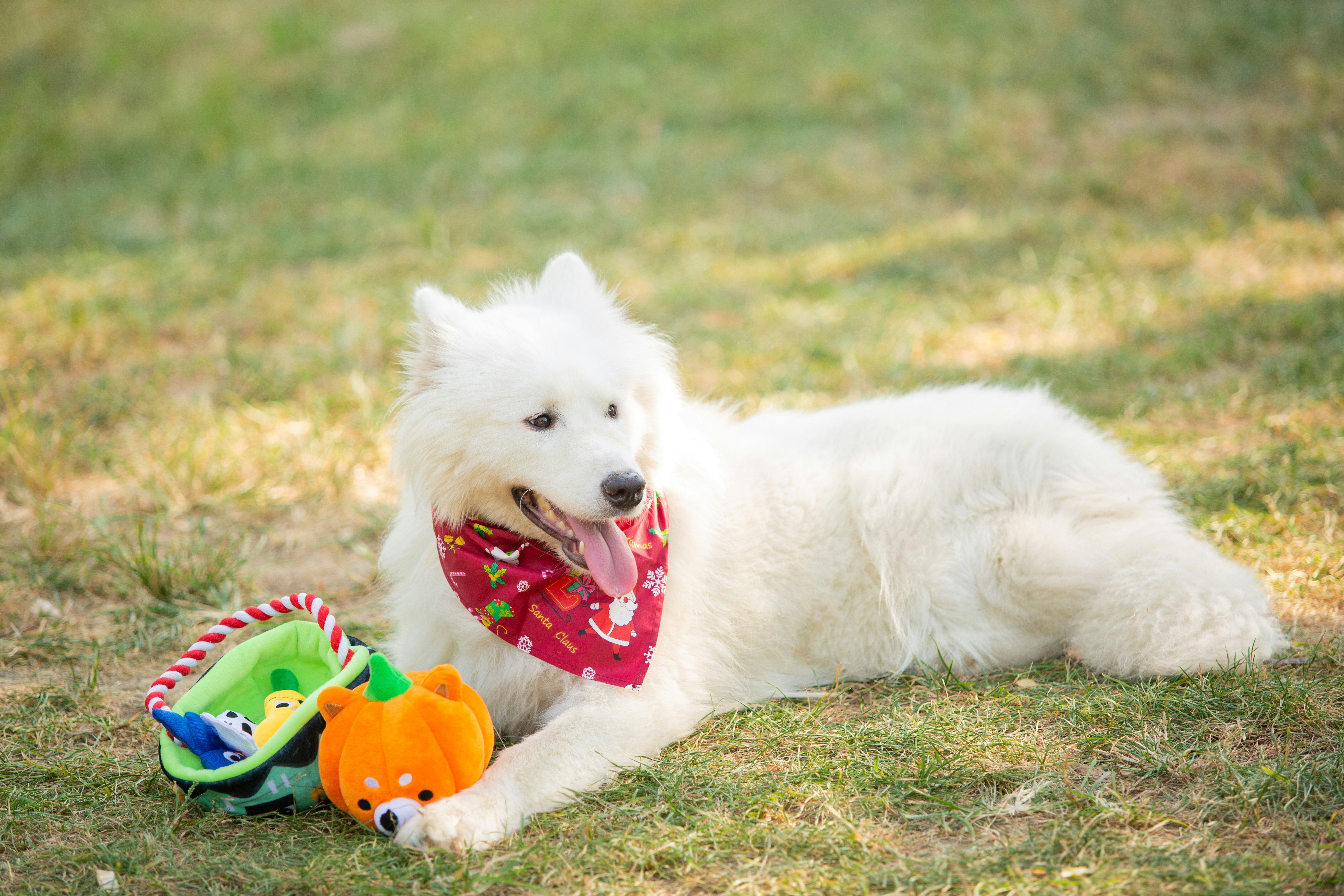 A fluffy white dog lays on the grass.