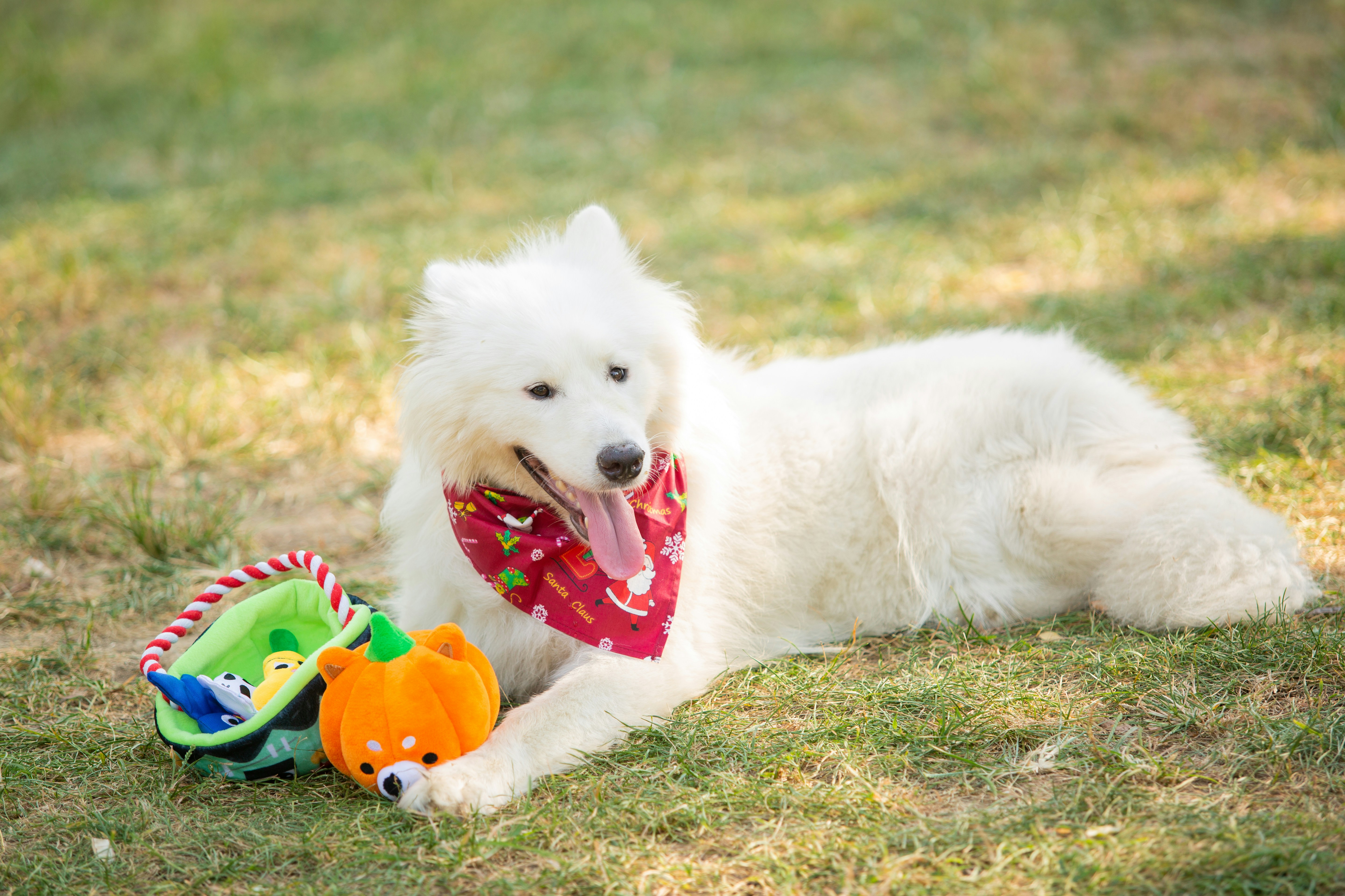 A fluffy dog enjoys its toys on the grass.