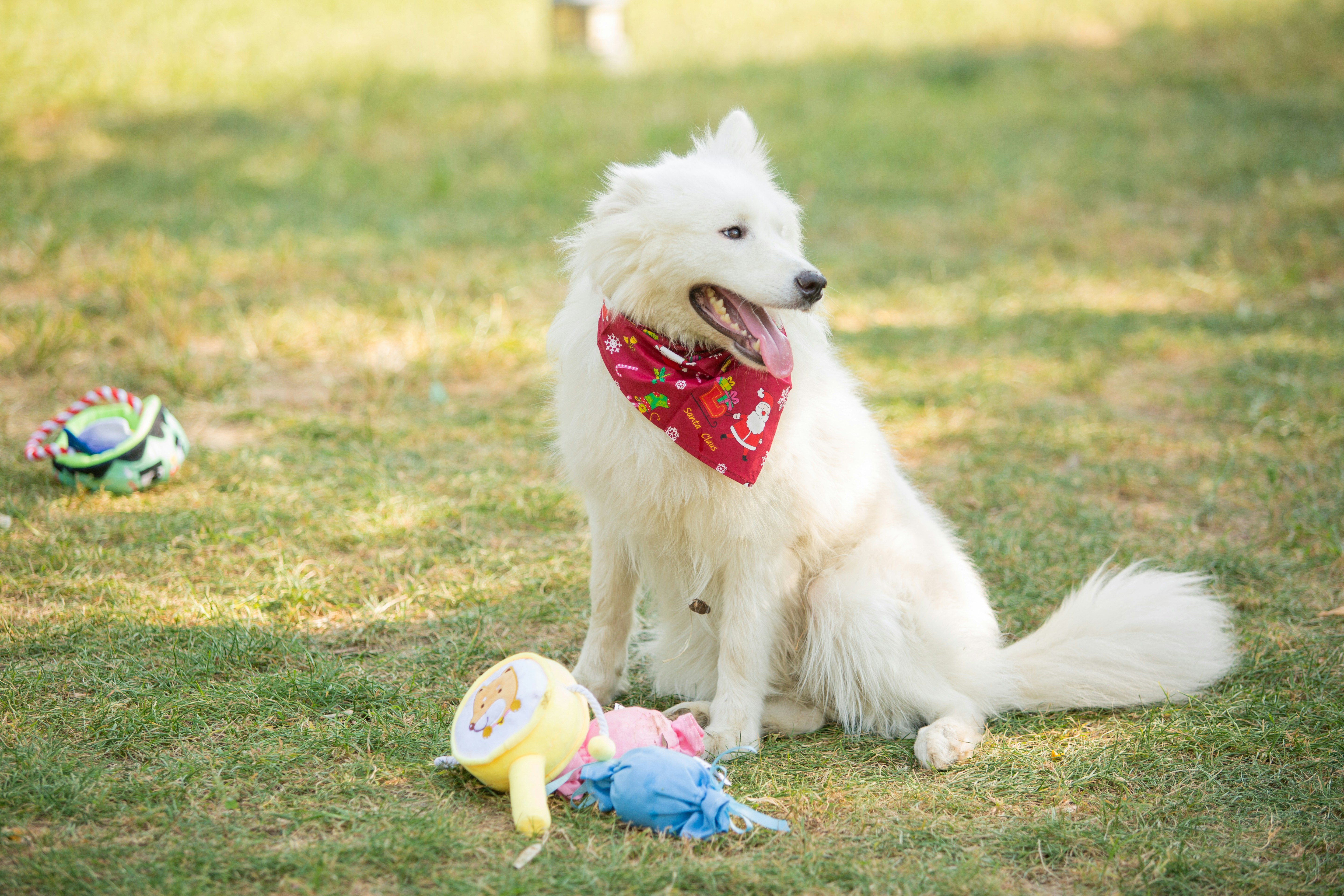 Happy white dog with toys in grass.